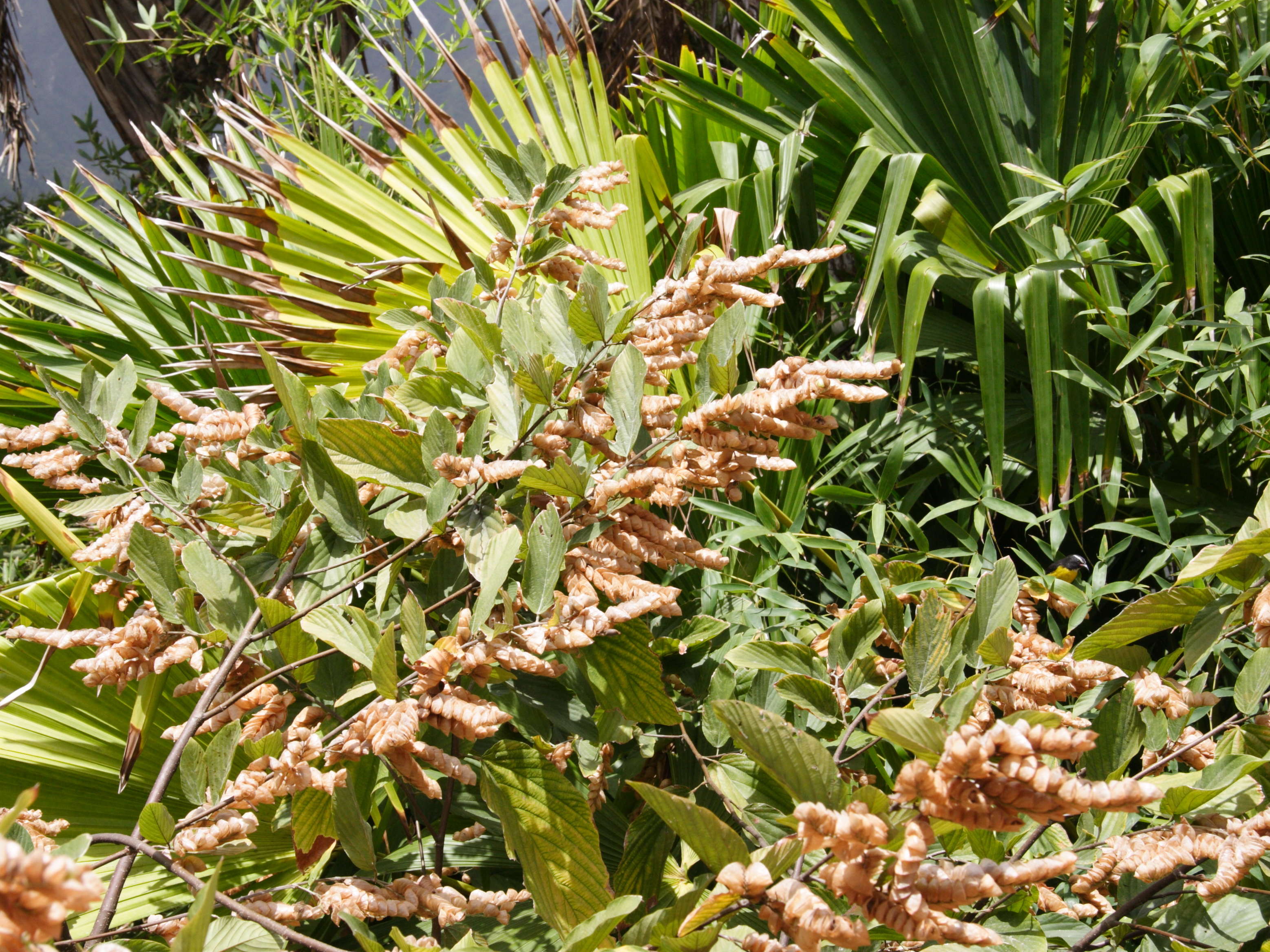 Afficher le média flemingia_strobilifera1md flemingia_strobilifera1md