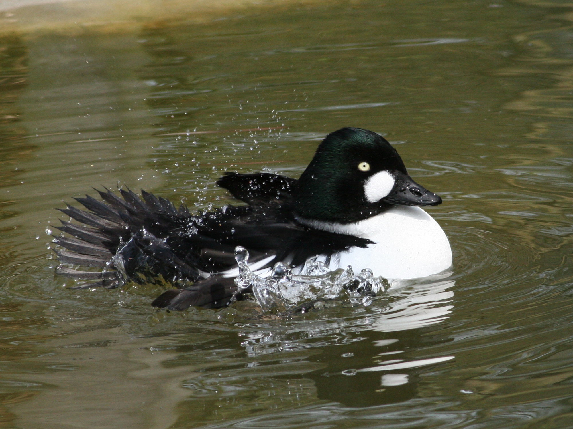 garrot_a_oeil_d-or_-_bucephala_clangula3md