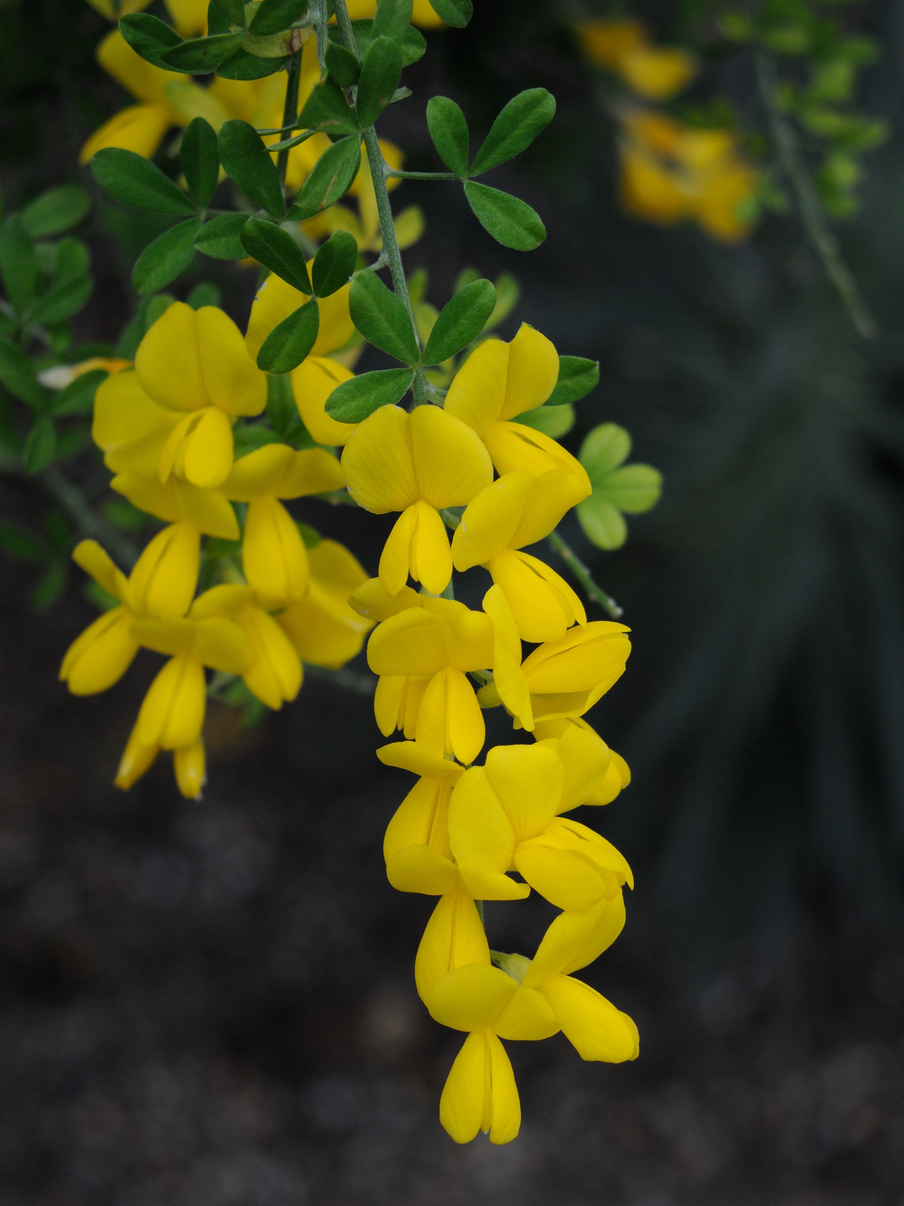 genista_canariensis2md