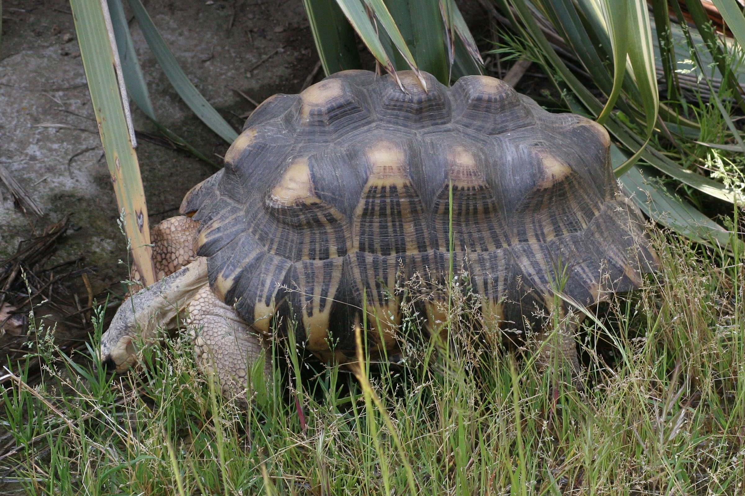 Afficher le média geochelone_radiata3md geochelone_radiata3md