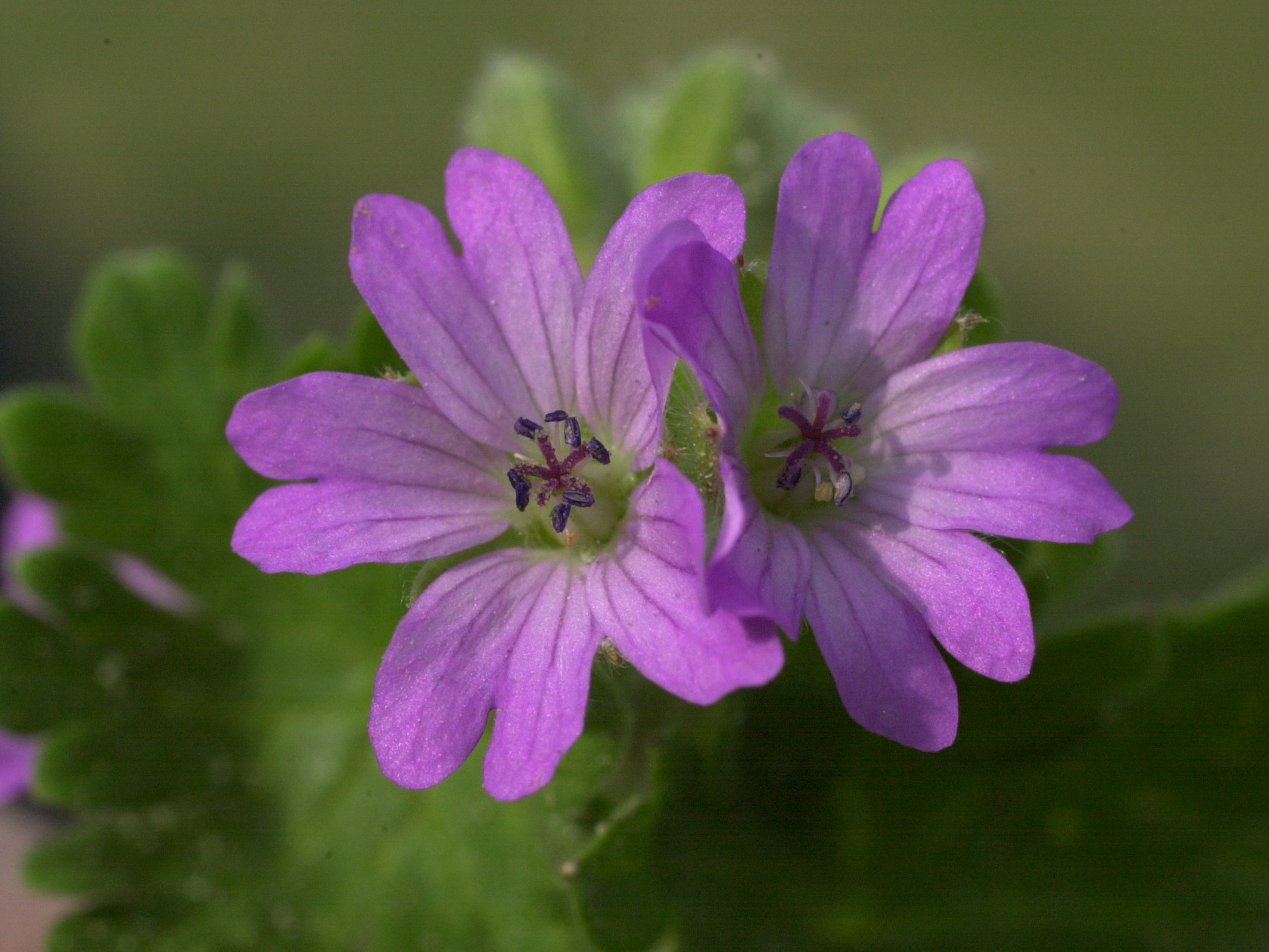 Afficher le média geranium_molle3md geranium_molle3md