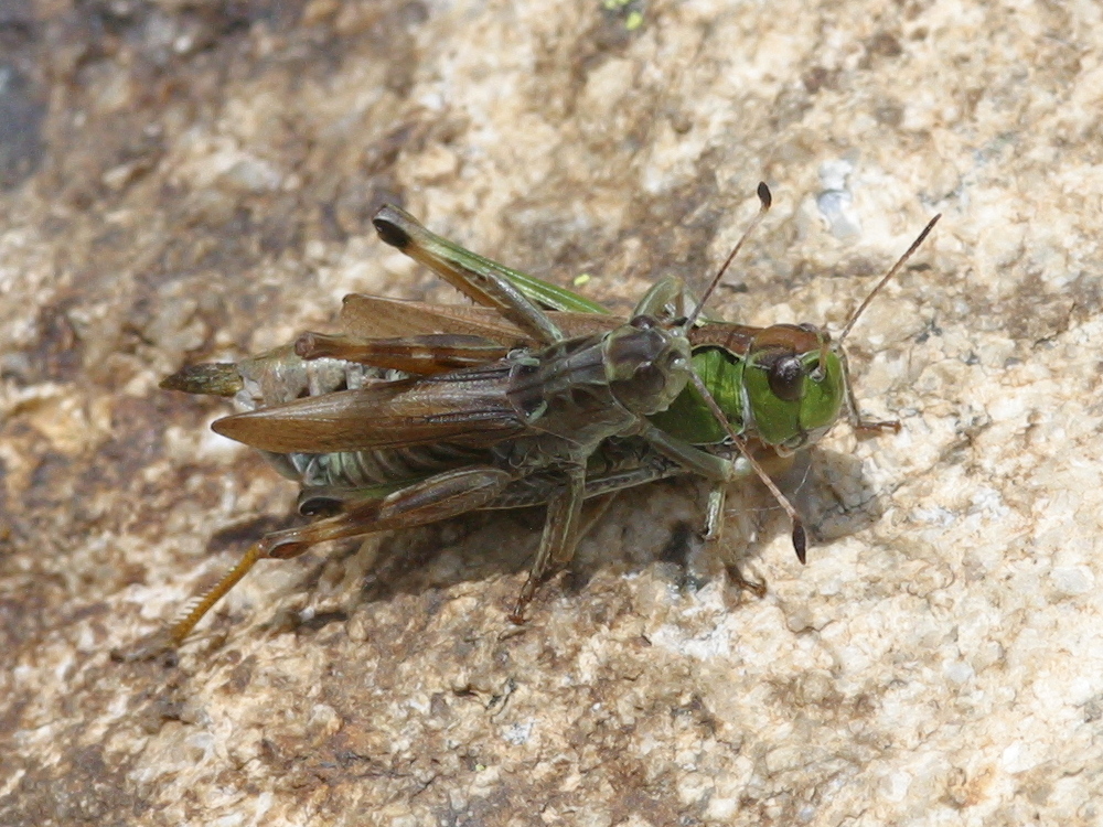 gomphocerus_sibiricus1bd