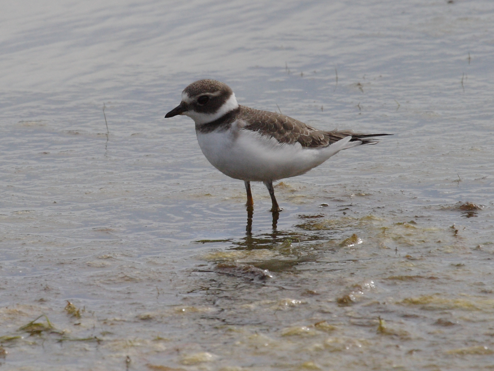 grand_gravelot_-_charadrius_hiaticula5bd