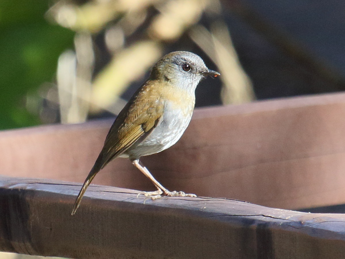 grive_a_bec_noir_-_catharus_gracilirostris1bd