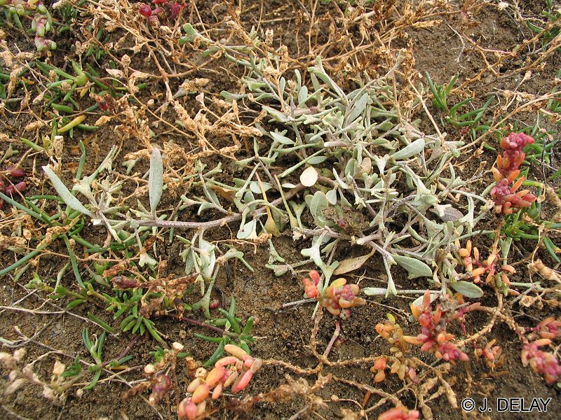 Afficher le média halimione_pedunculata1jd halimione_pedunculata1jd