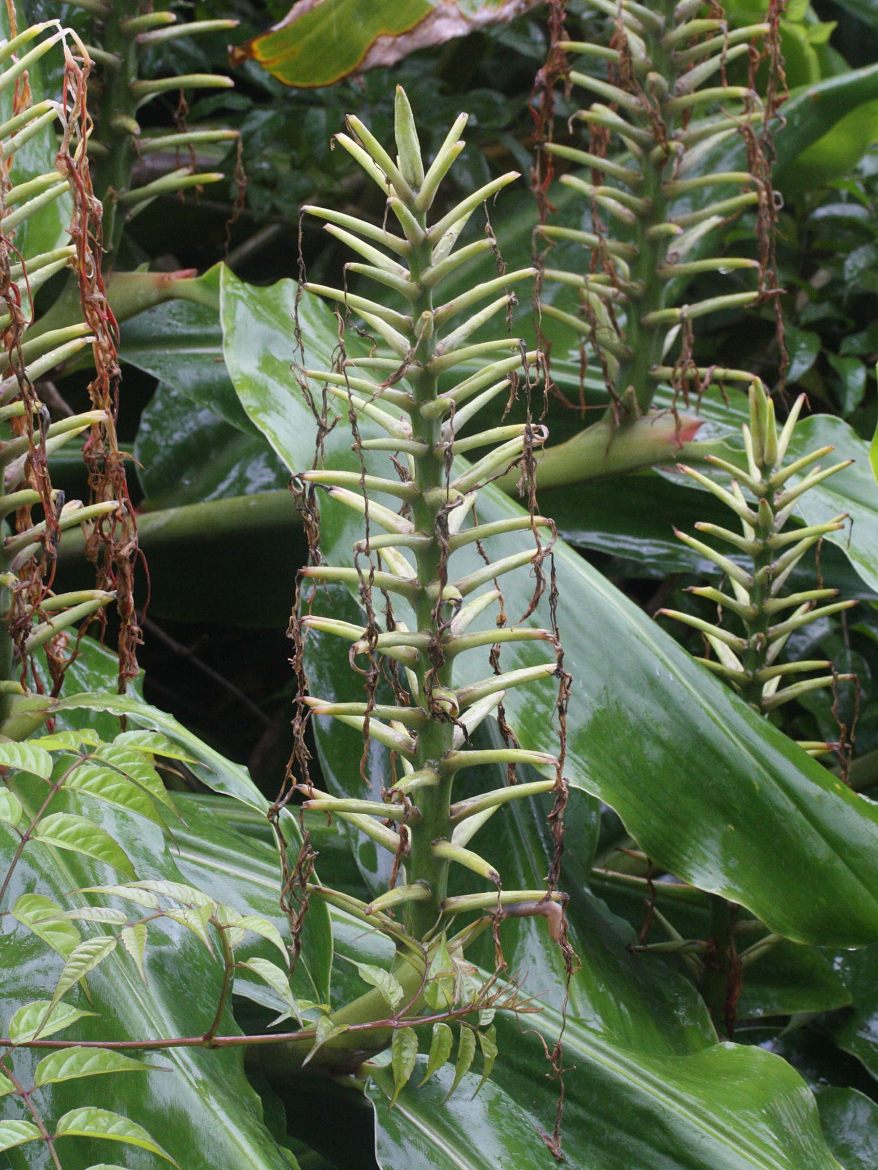 hedychium_gardnerianum3md