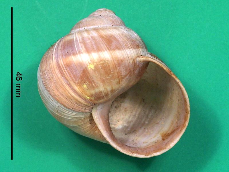 helix_pomatia1bmd