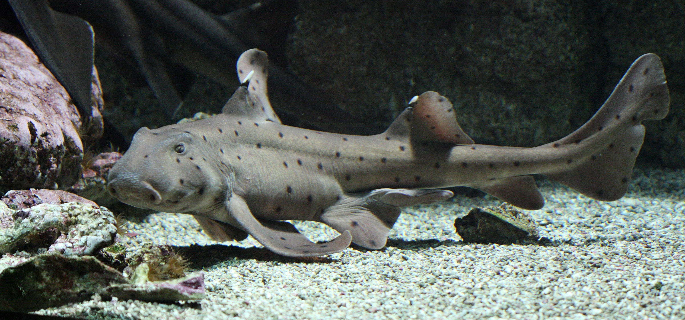 heterodontus_francisci2bd