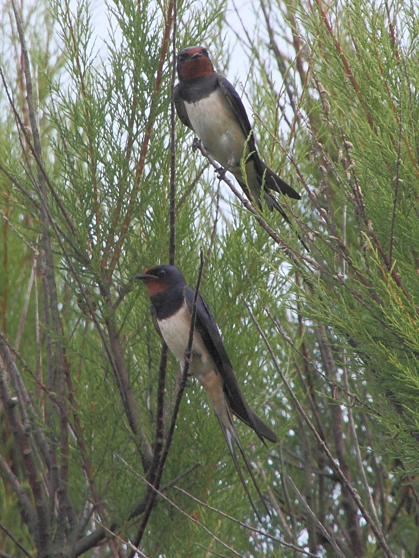 hirondelle_rustique_-_hirundo_rustica6md