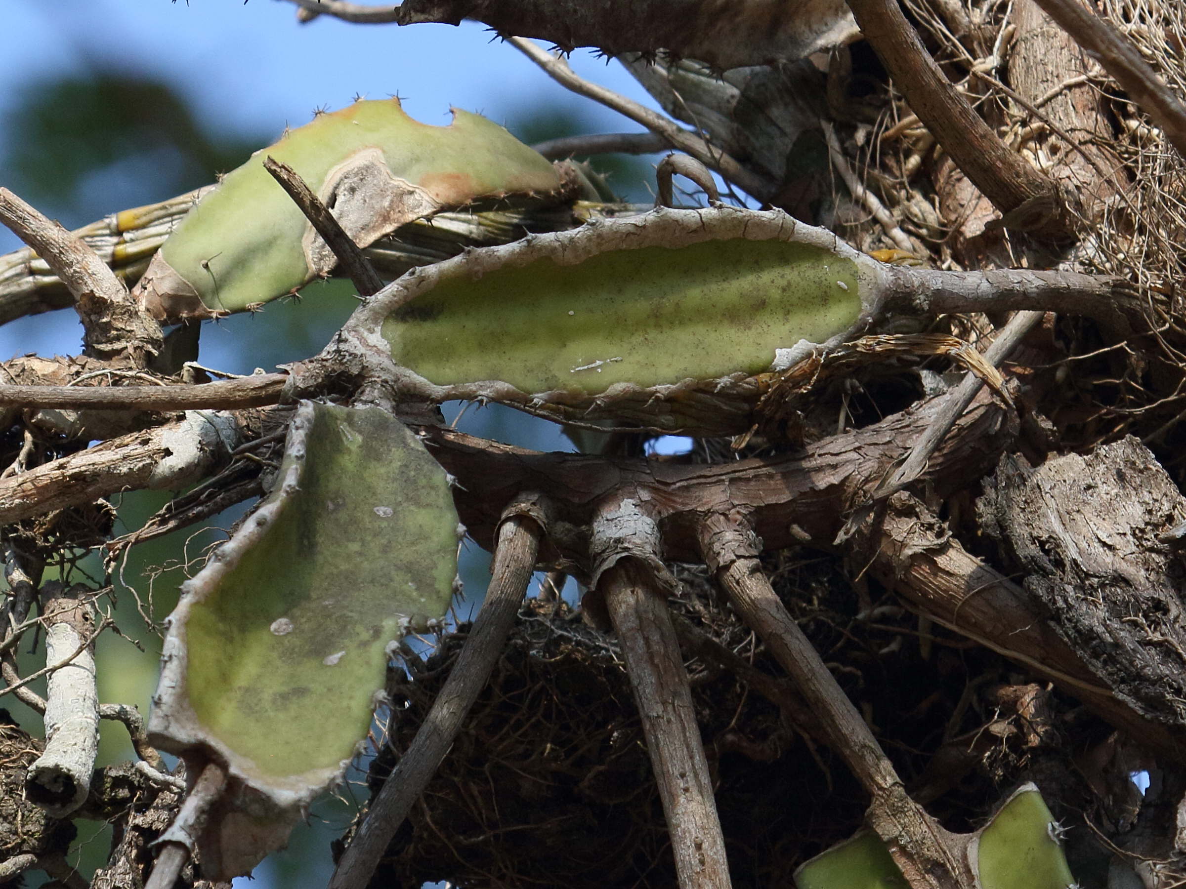 Afficher le média hylocereus_costaricensis2bd hylocereus_costaricensis2bd