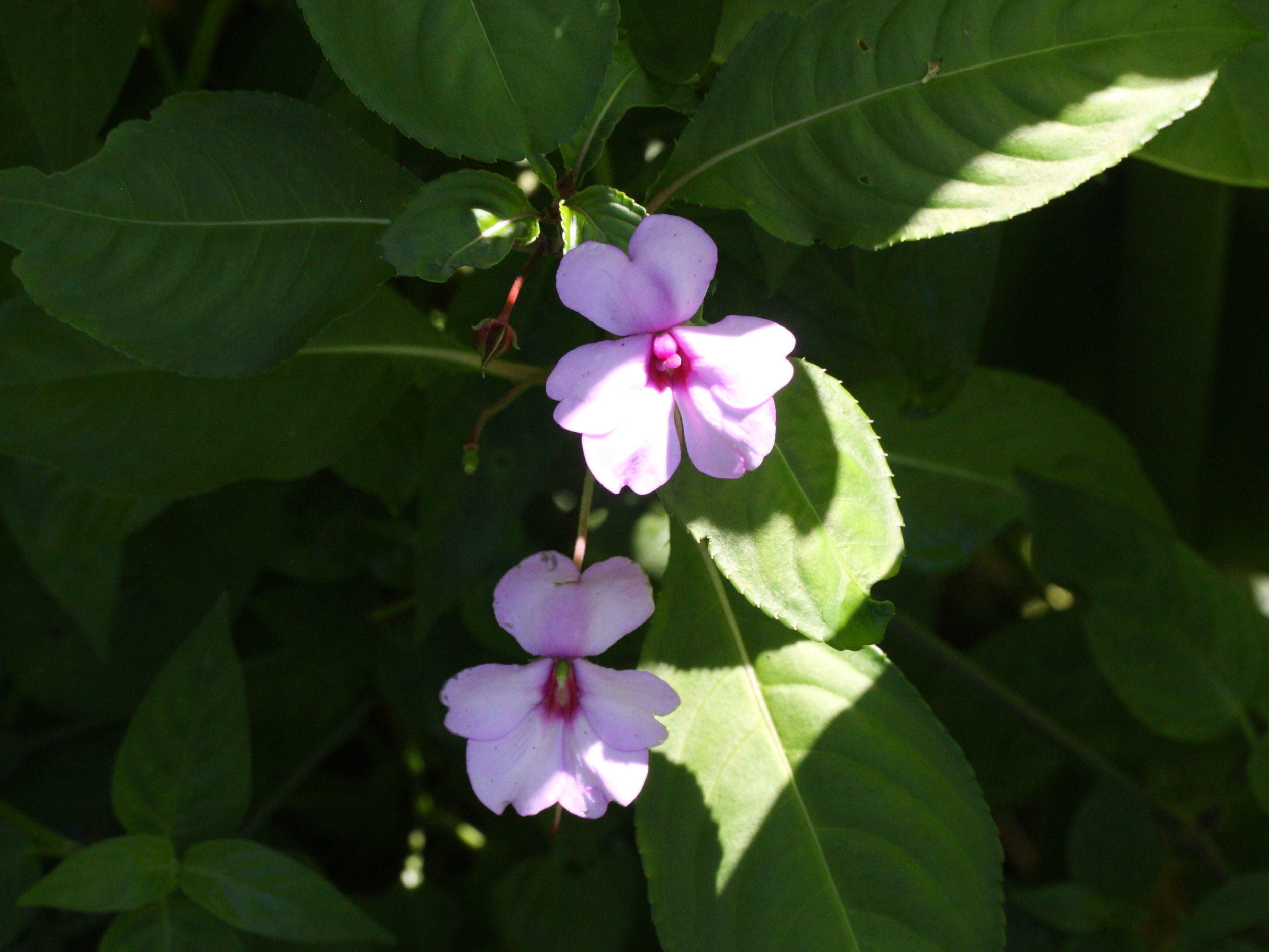 impatiens_flaccida1md