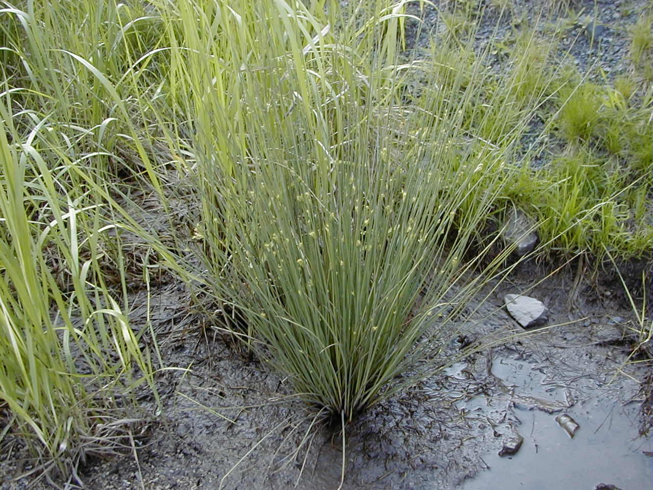 juncus_filiformis1md