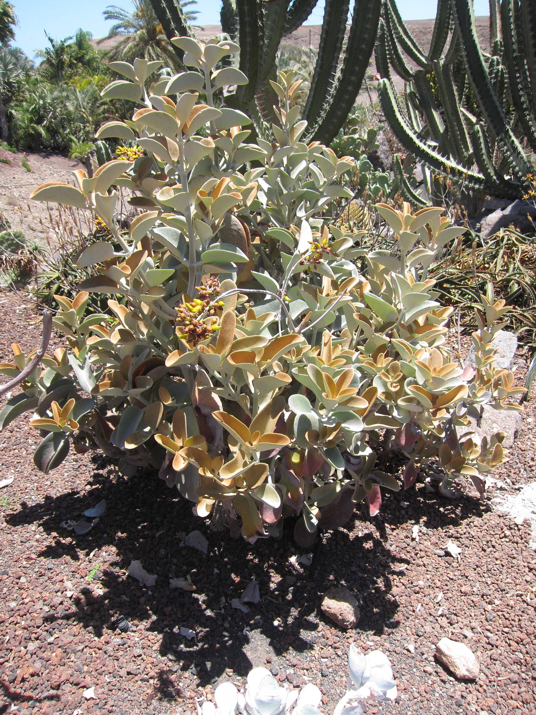 kalanchoe_orgyalis3bd