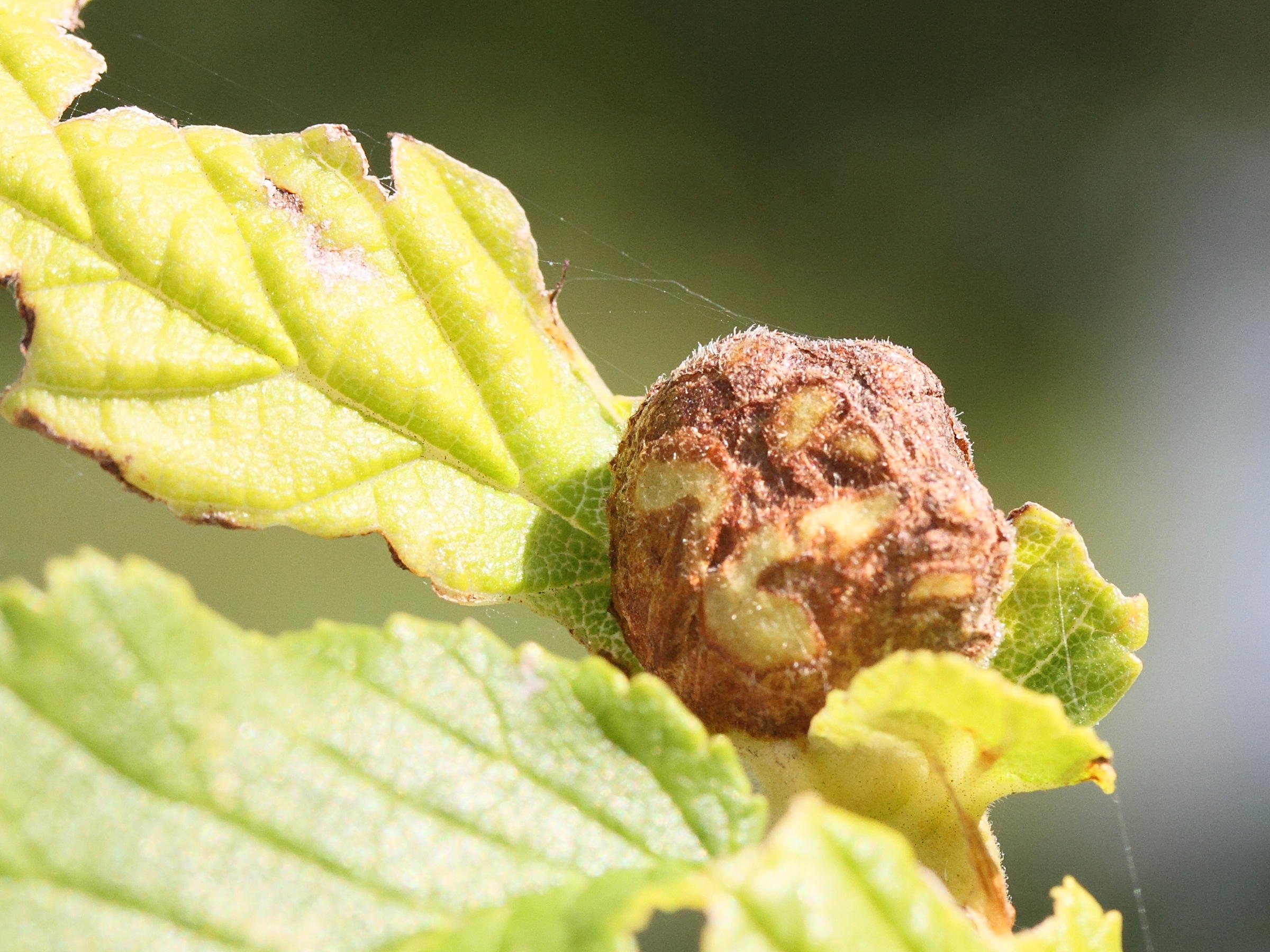 kaltenbachiella_pallida_galle2md