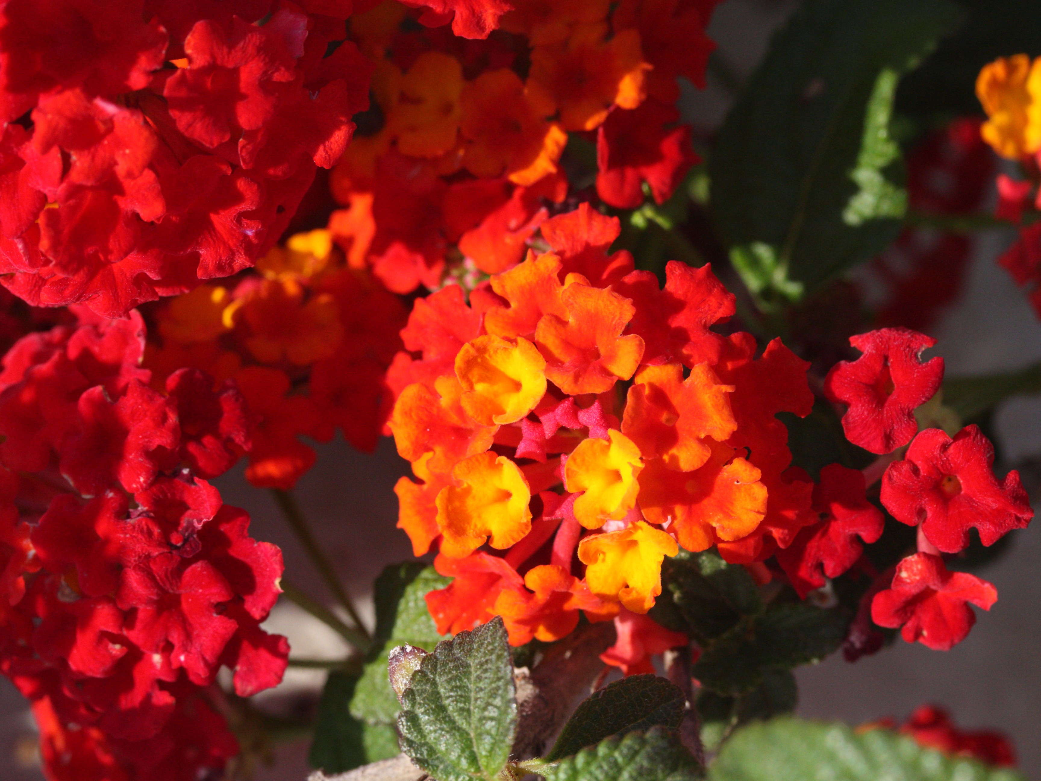 lantana_camara1md