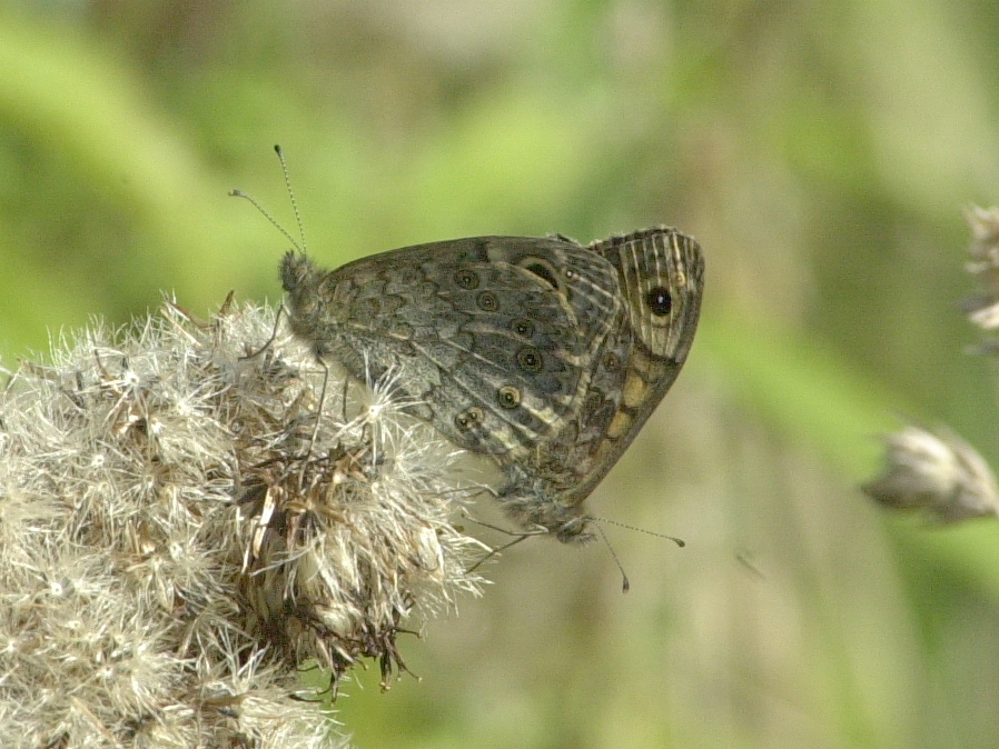 lasiommata_megera2md