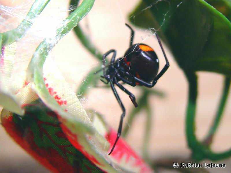 latrodectus_menavodi2ml