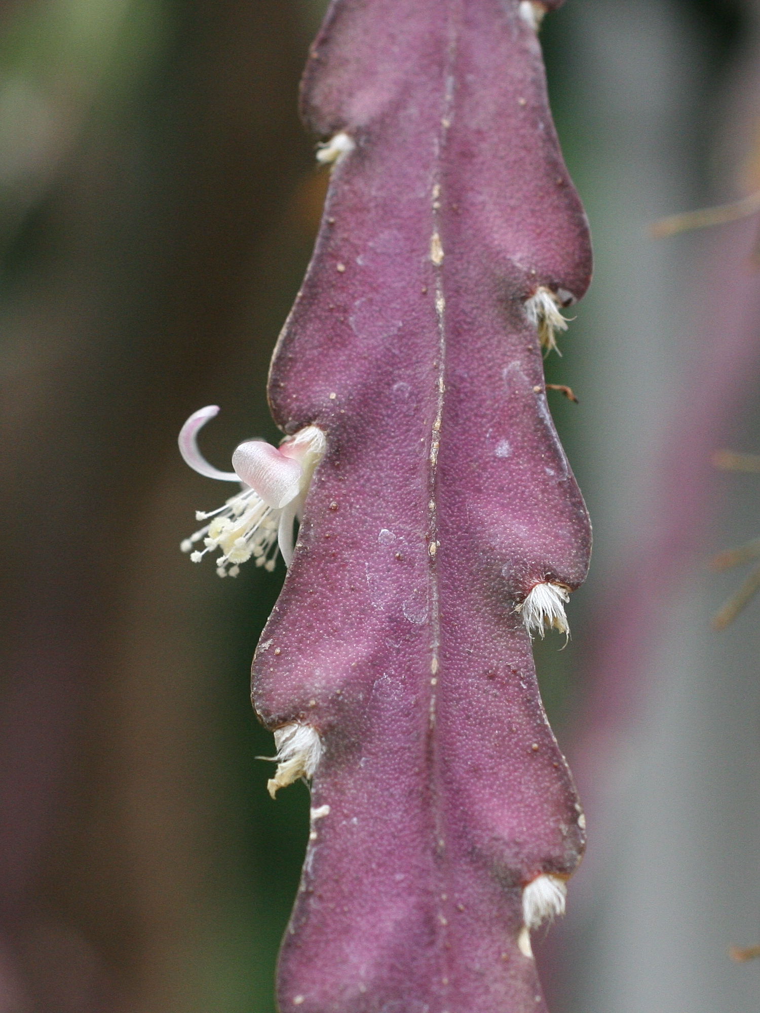 Afficher le média lepismium_cruciforme_anceps2md lepismium_cruciforme_anceps2md