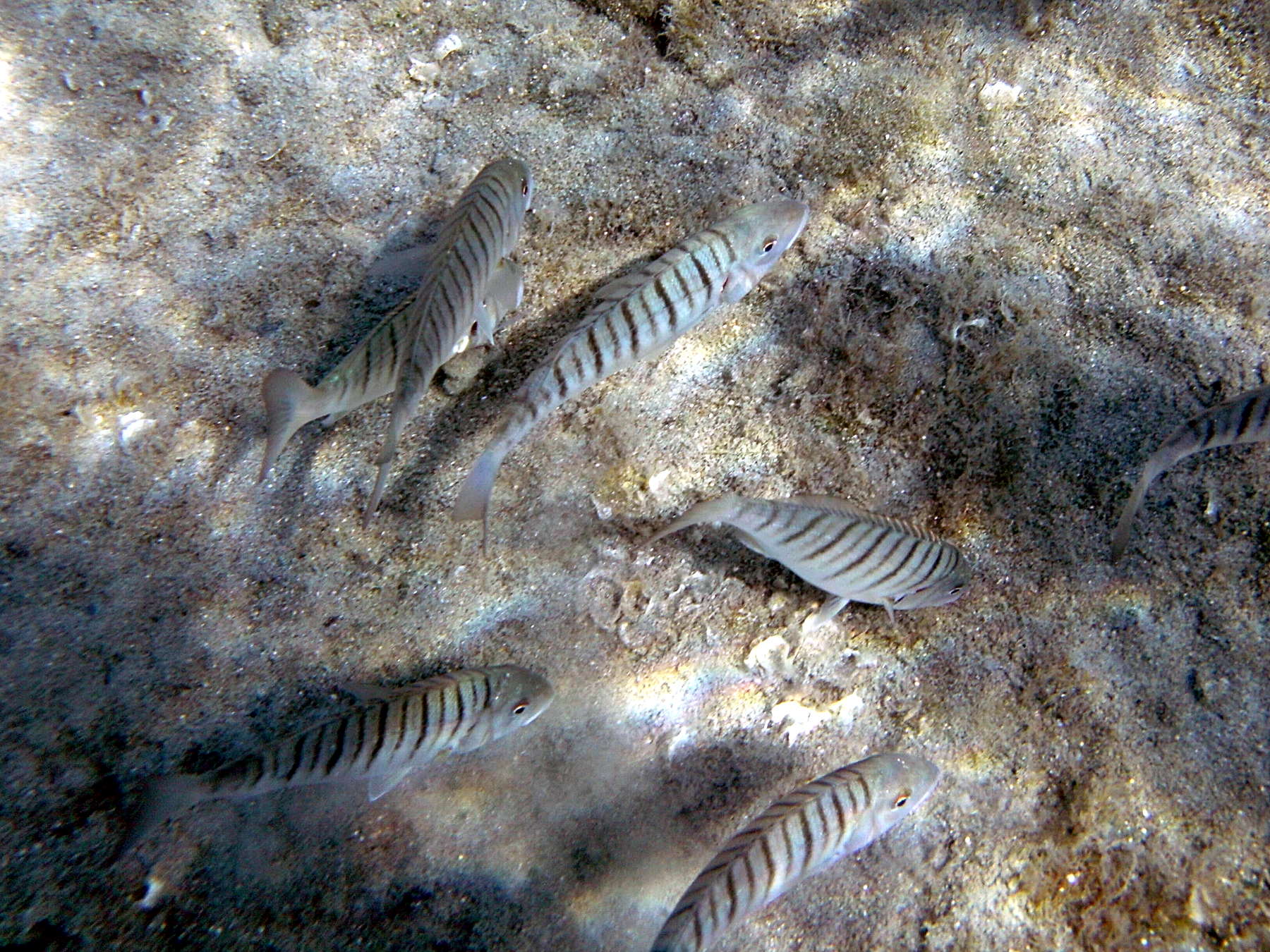 lithognathus_mormyrus4bd