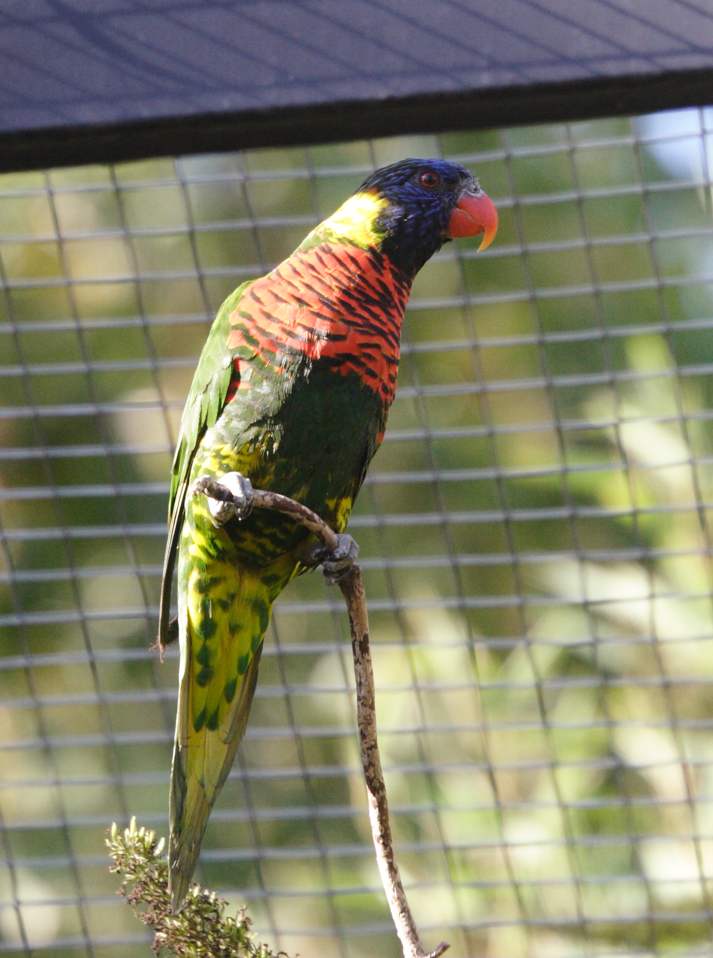 loriquet_a_tete_bleue_-_trichoglossus_haematodus4md