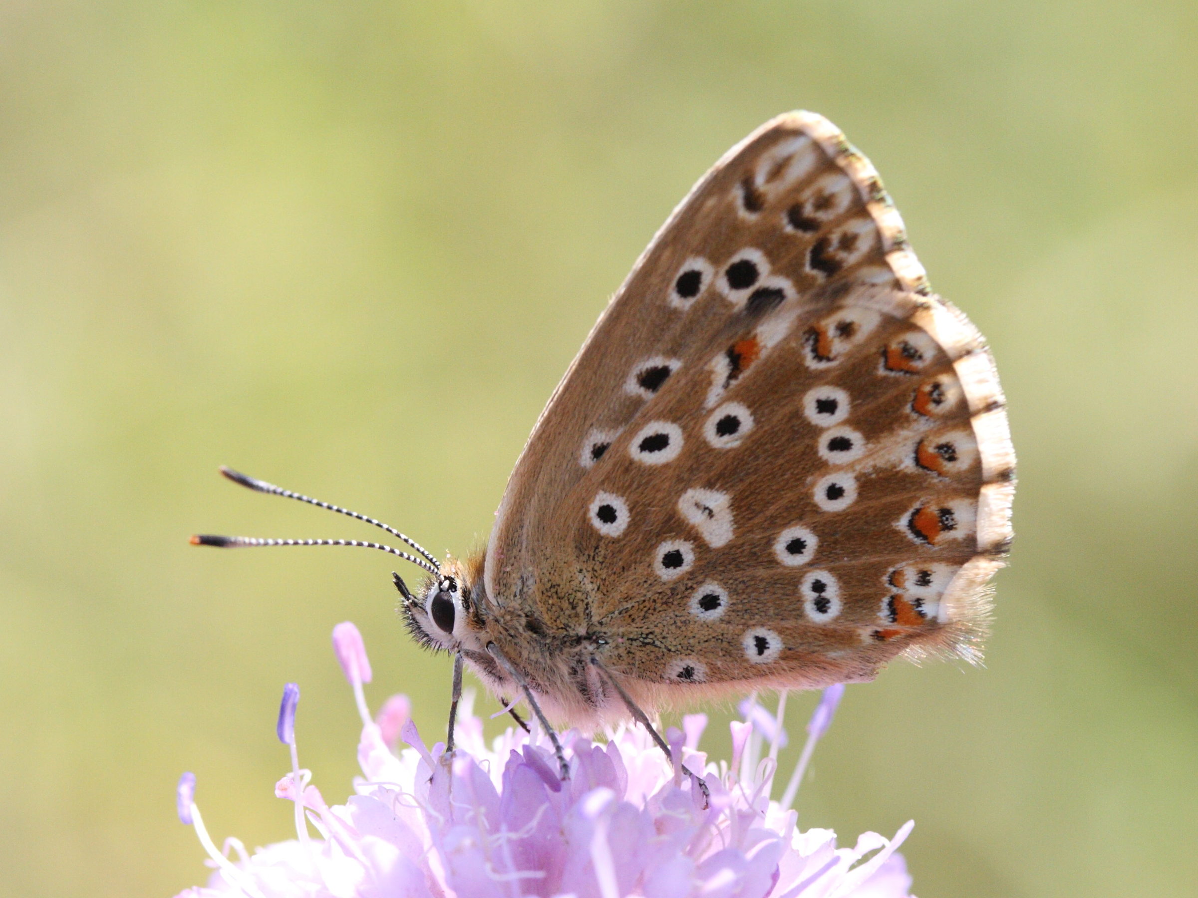 lysandra_coridon5bmd