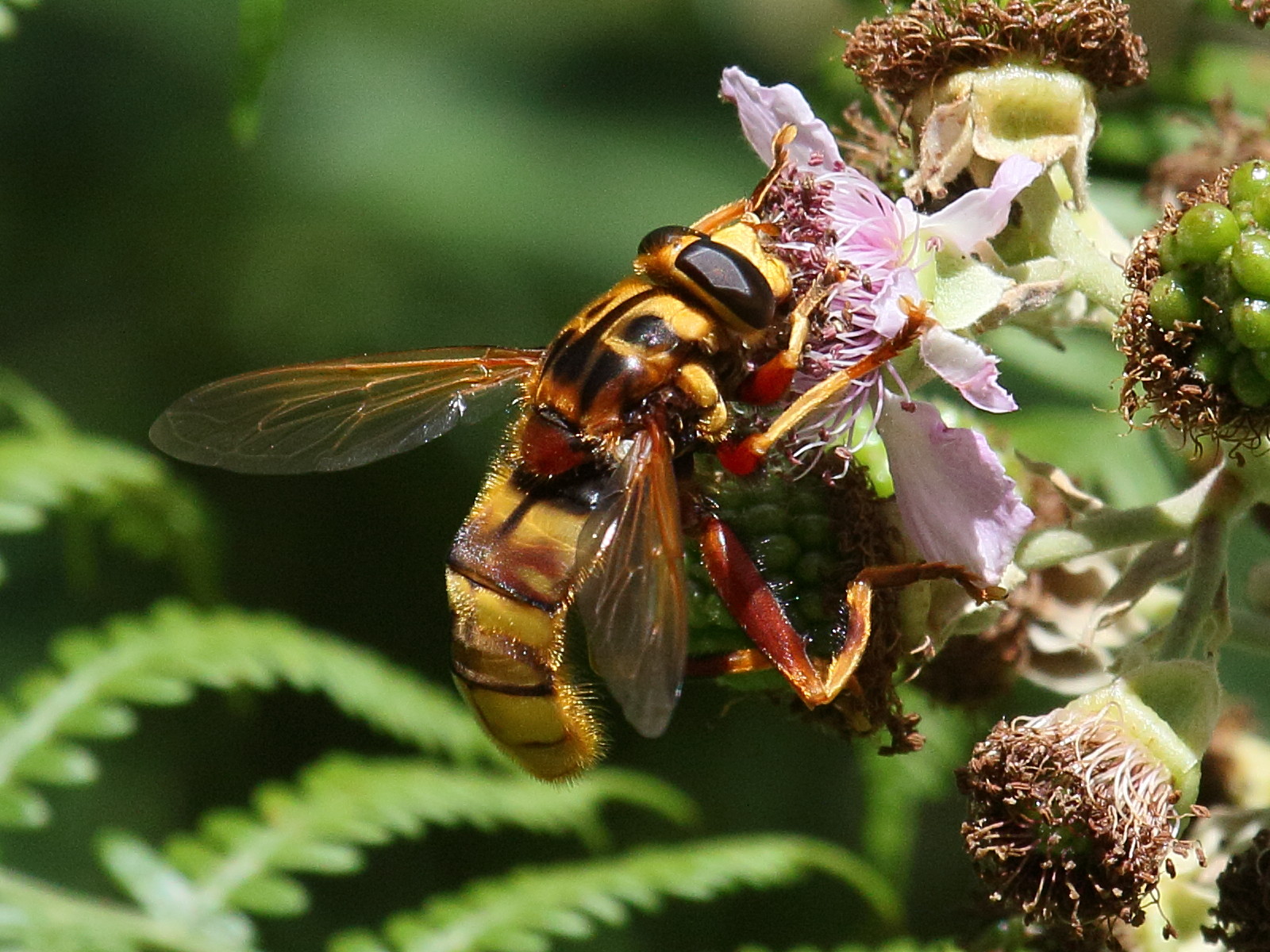 milesia_crabroniformis1bd