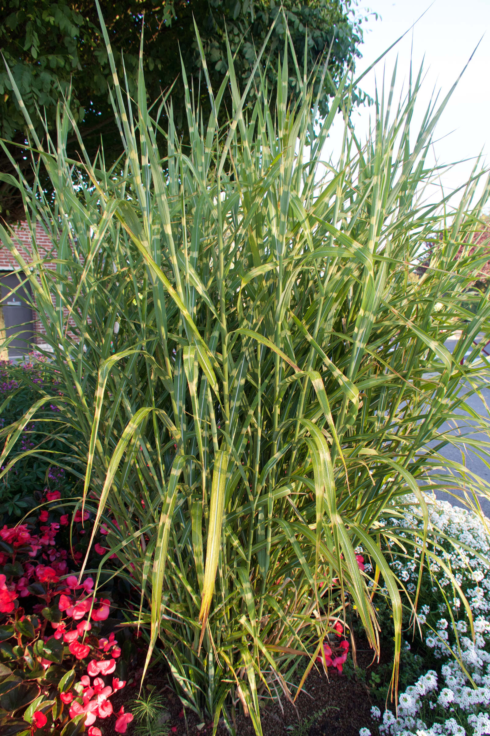 Afficher le média miscanthus_sinensis_zebrinus2md miscanthus_sinensis_zebrinus2md