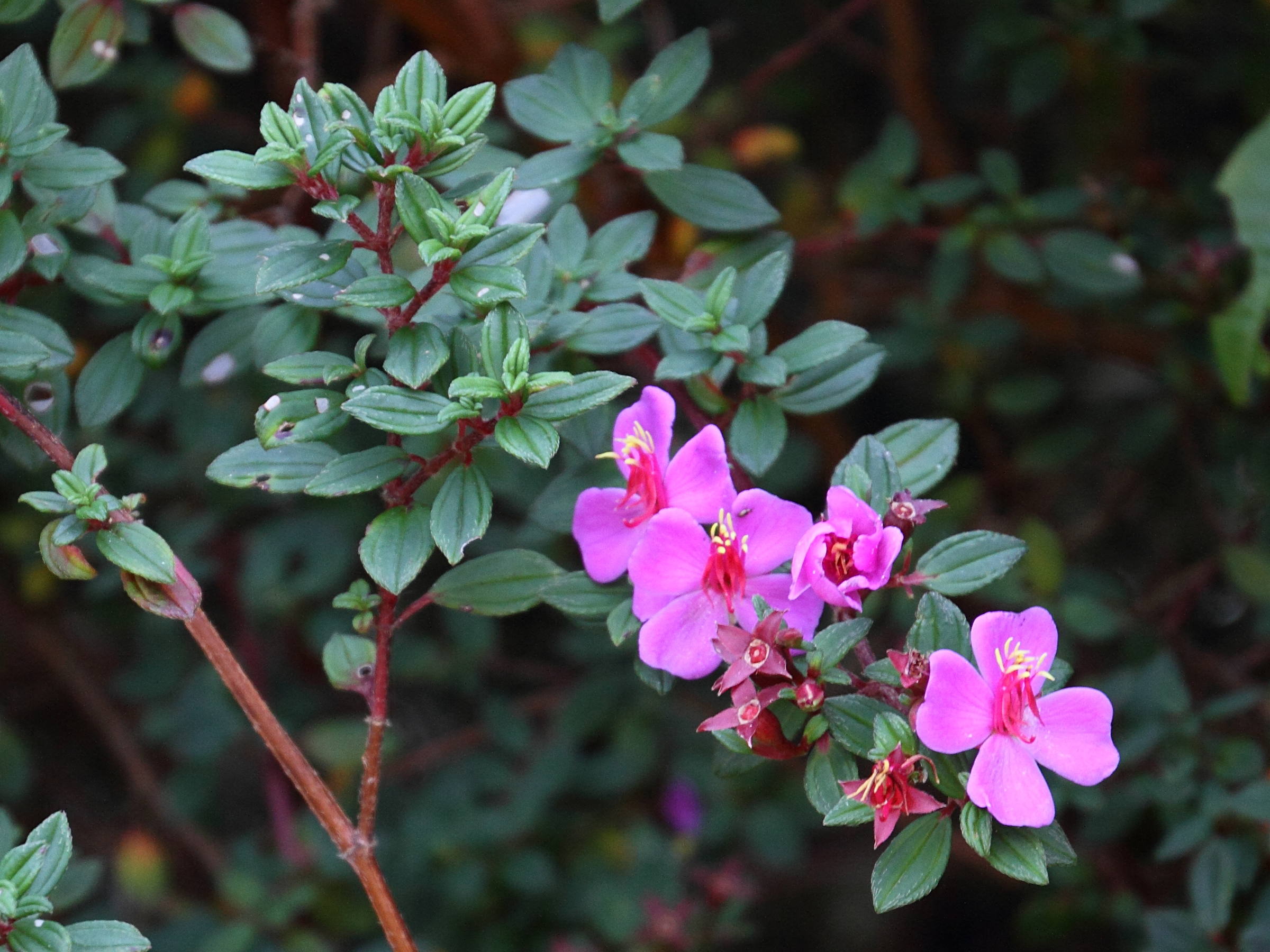 monochaetum_vulcanicum3md