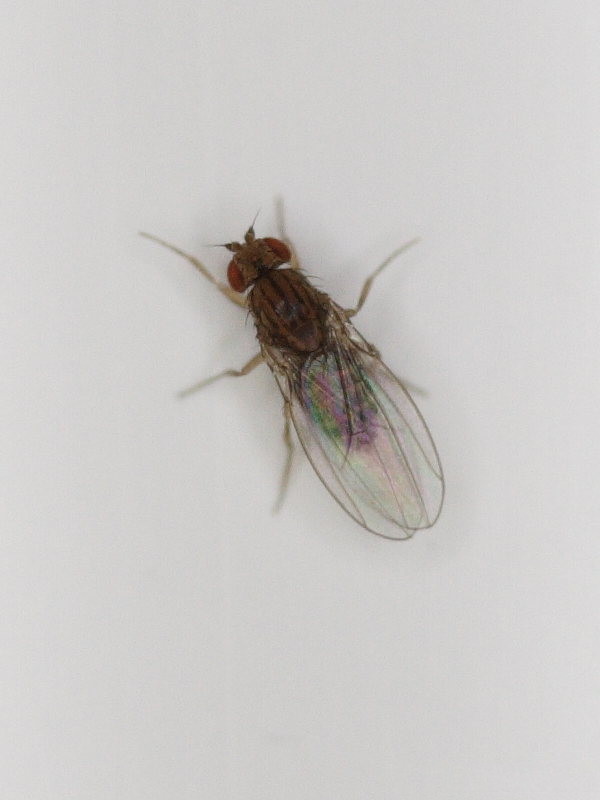 napomyza_carotae1amd