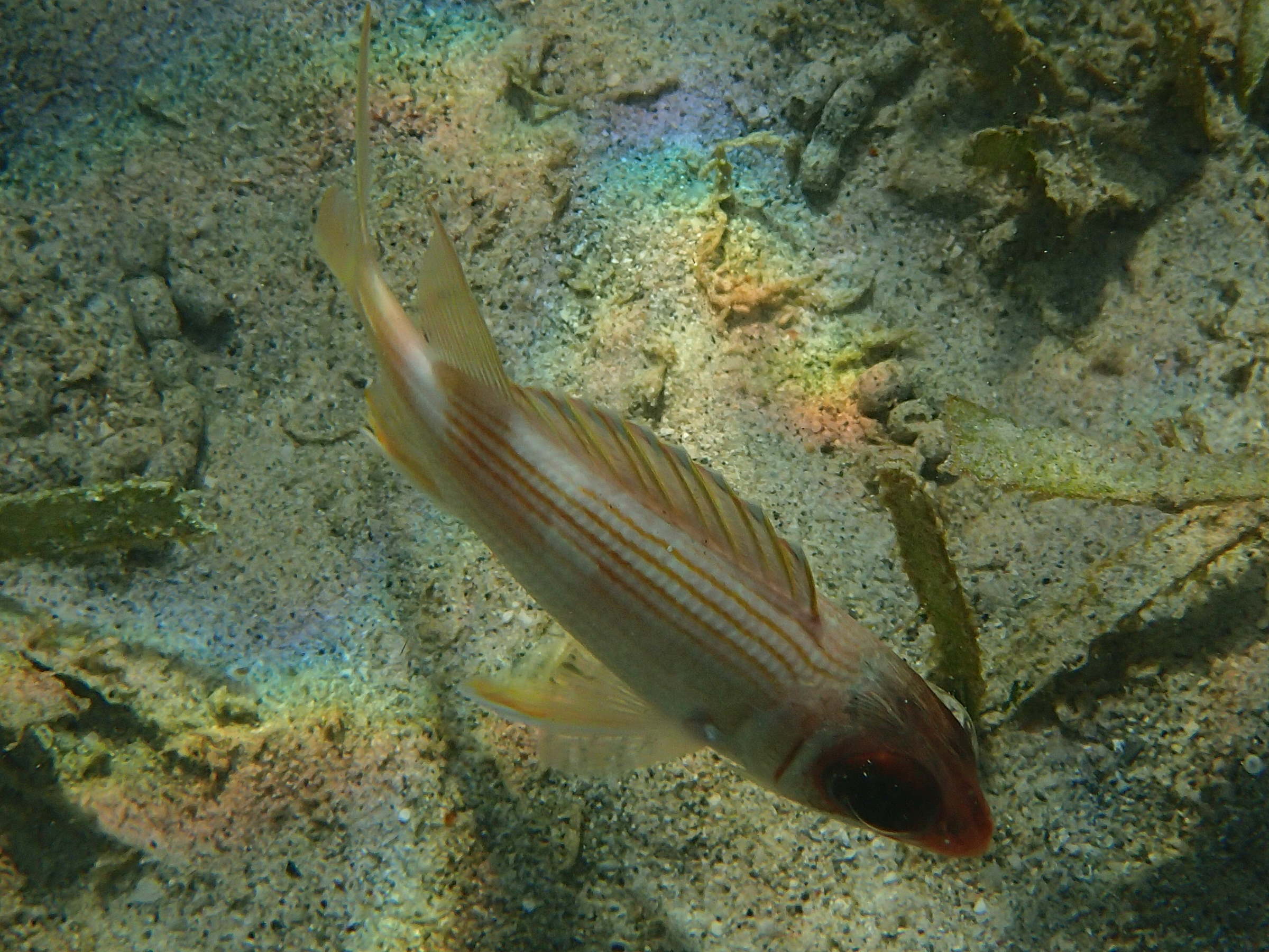 neoniphon_marianus1sd