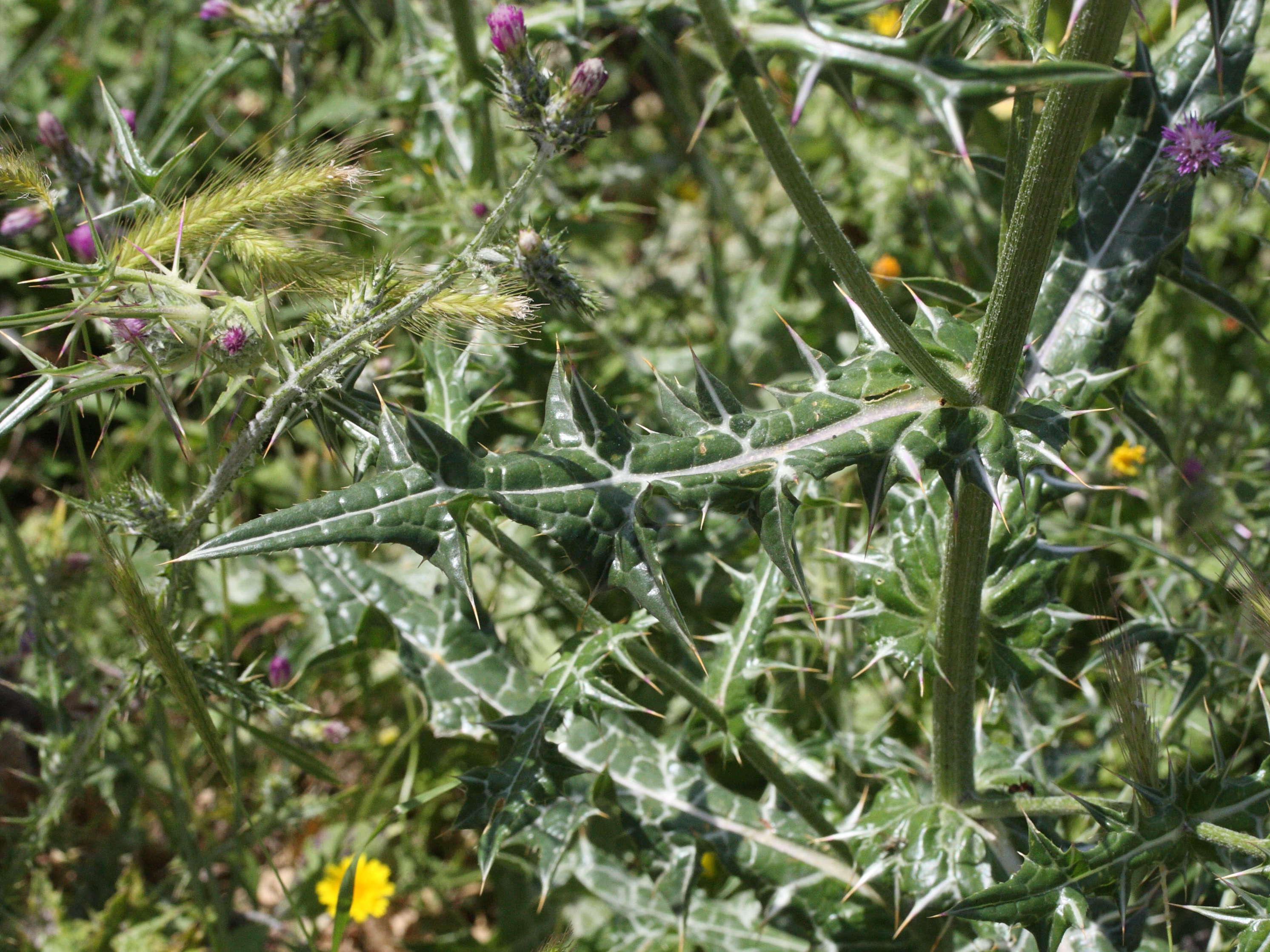 notobasis_syriaca5md