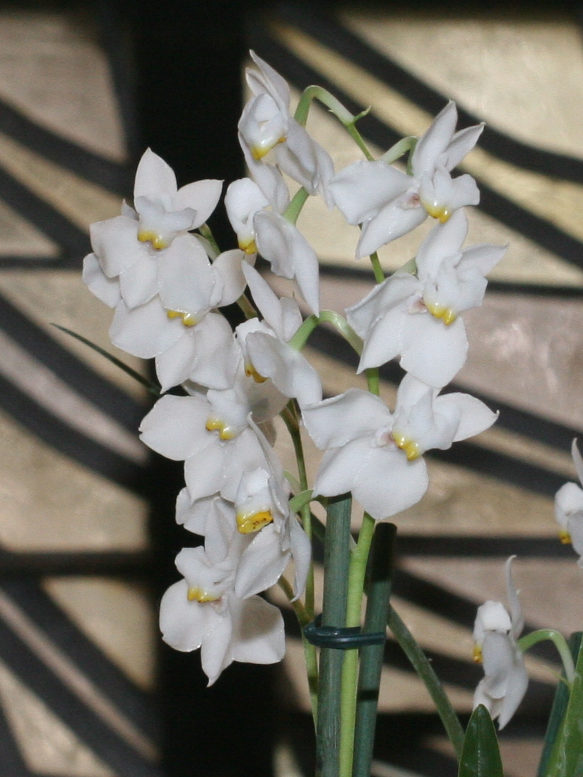 osmoglossum_pulchellum2md