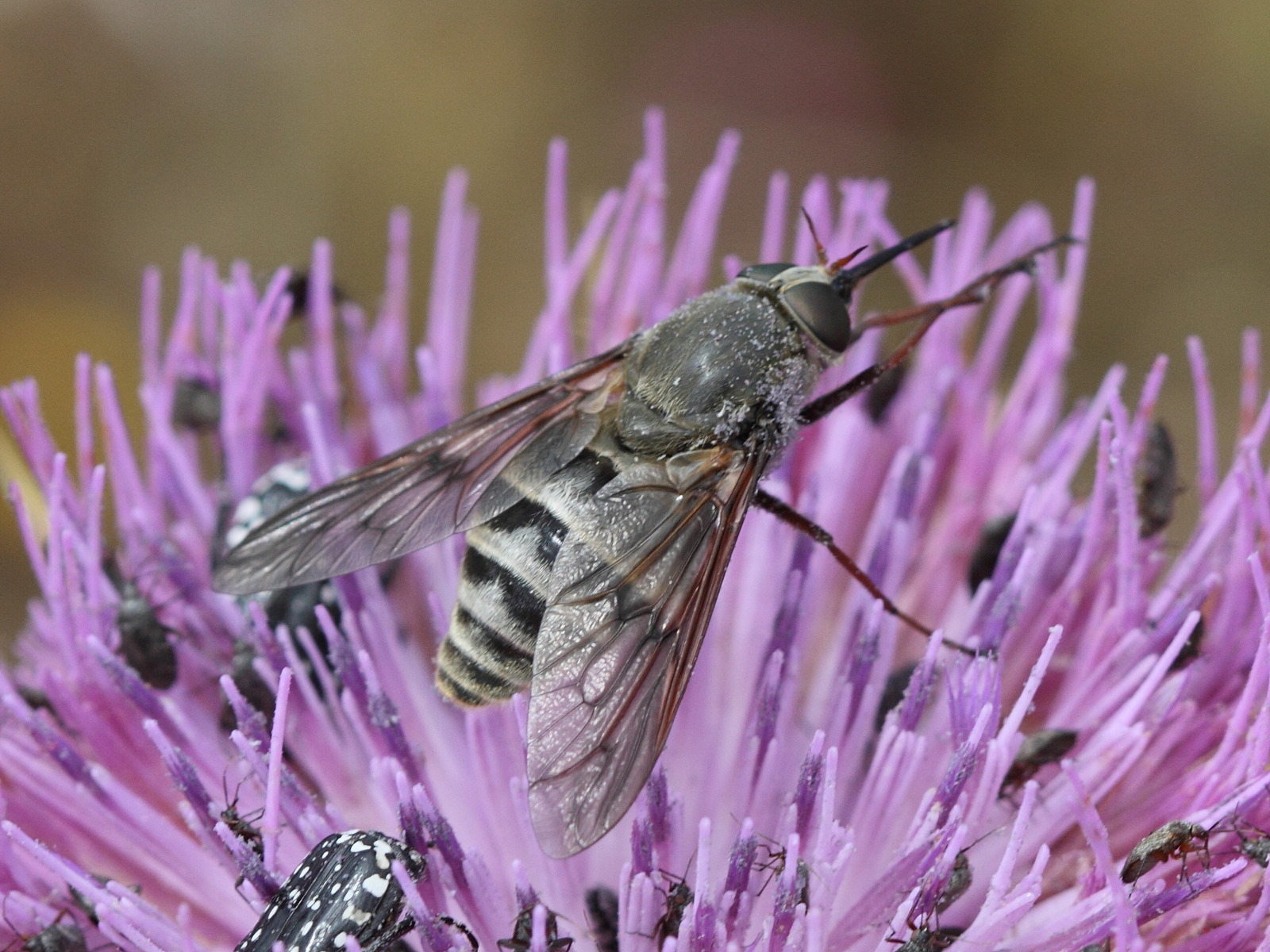 pangonius_obscuratus1bd