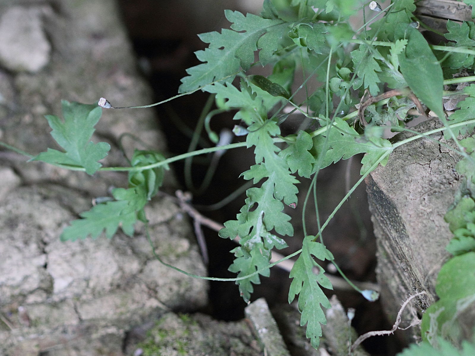 papaver_purpureomarginatum2bd