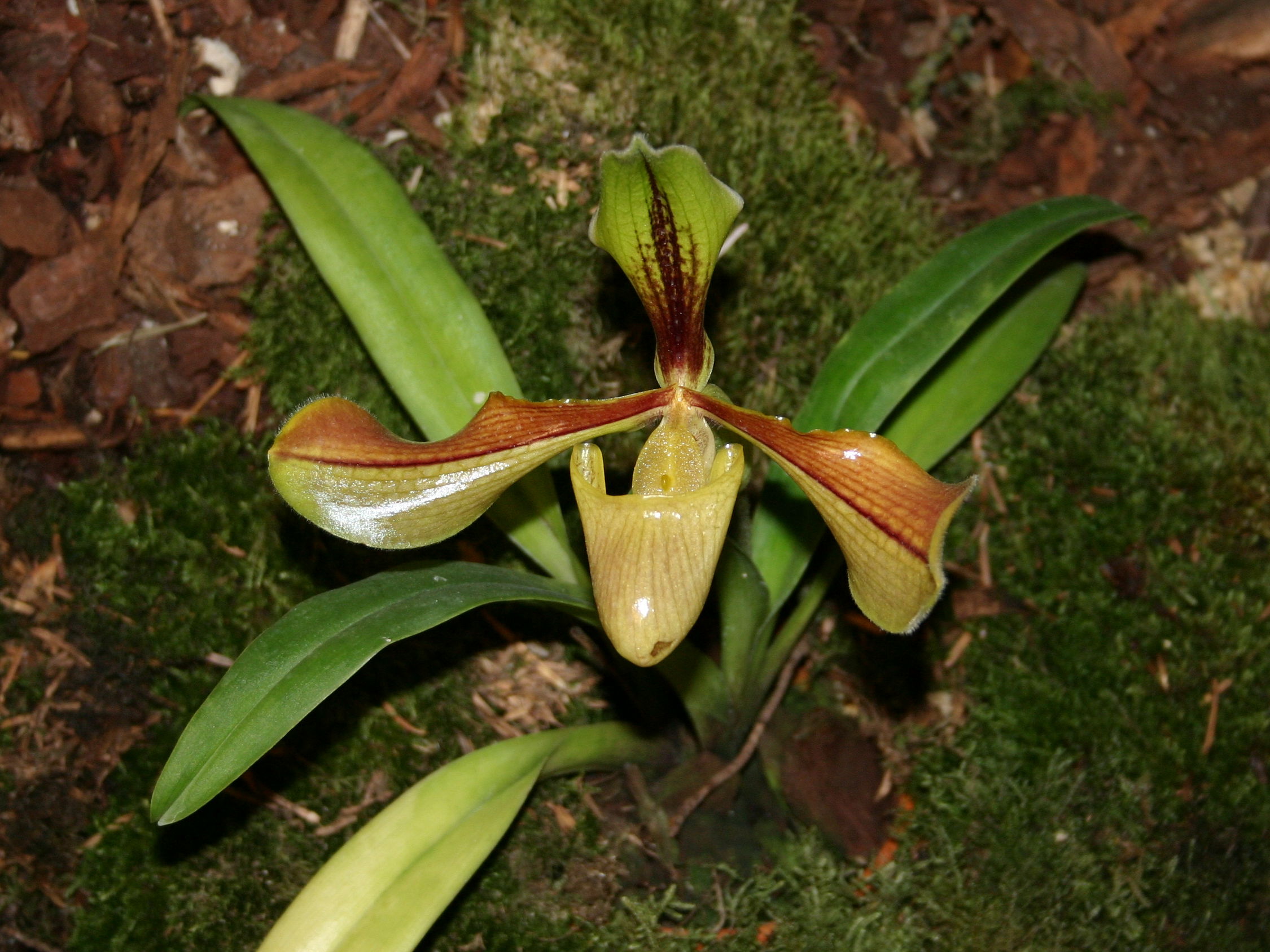 paphiopedilum_villosum1sd