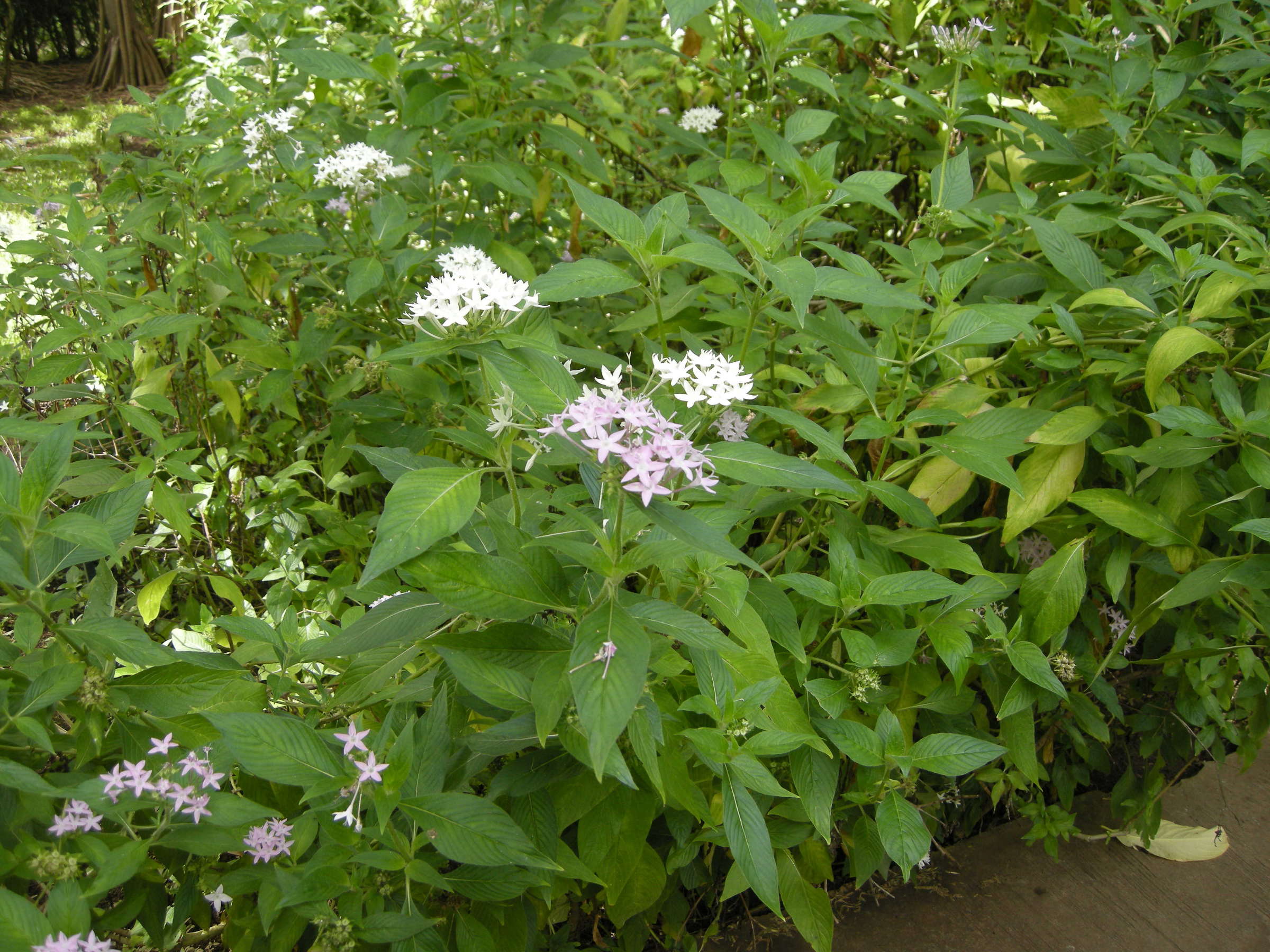 pentas_lanceolata1md