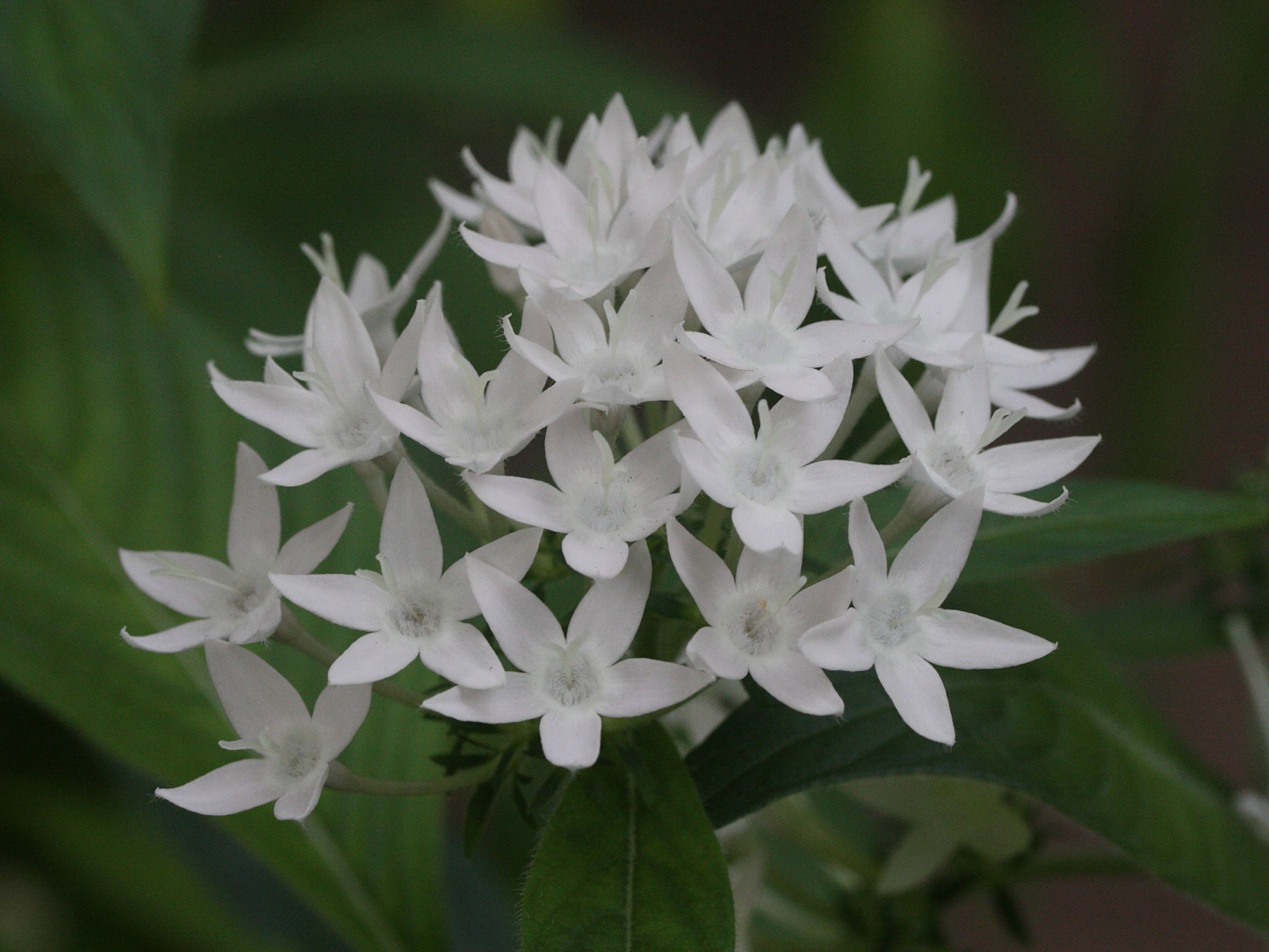 pentas_lanceolata3md