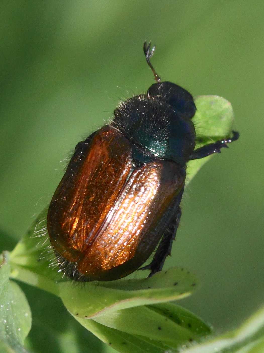 Afficher le média phyllopertha_horticola3md phyllopertha_horticola3md