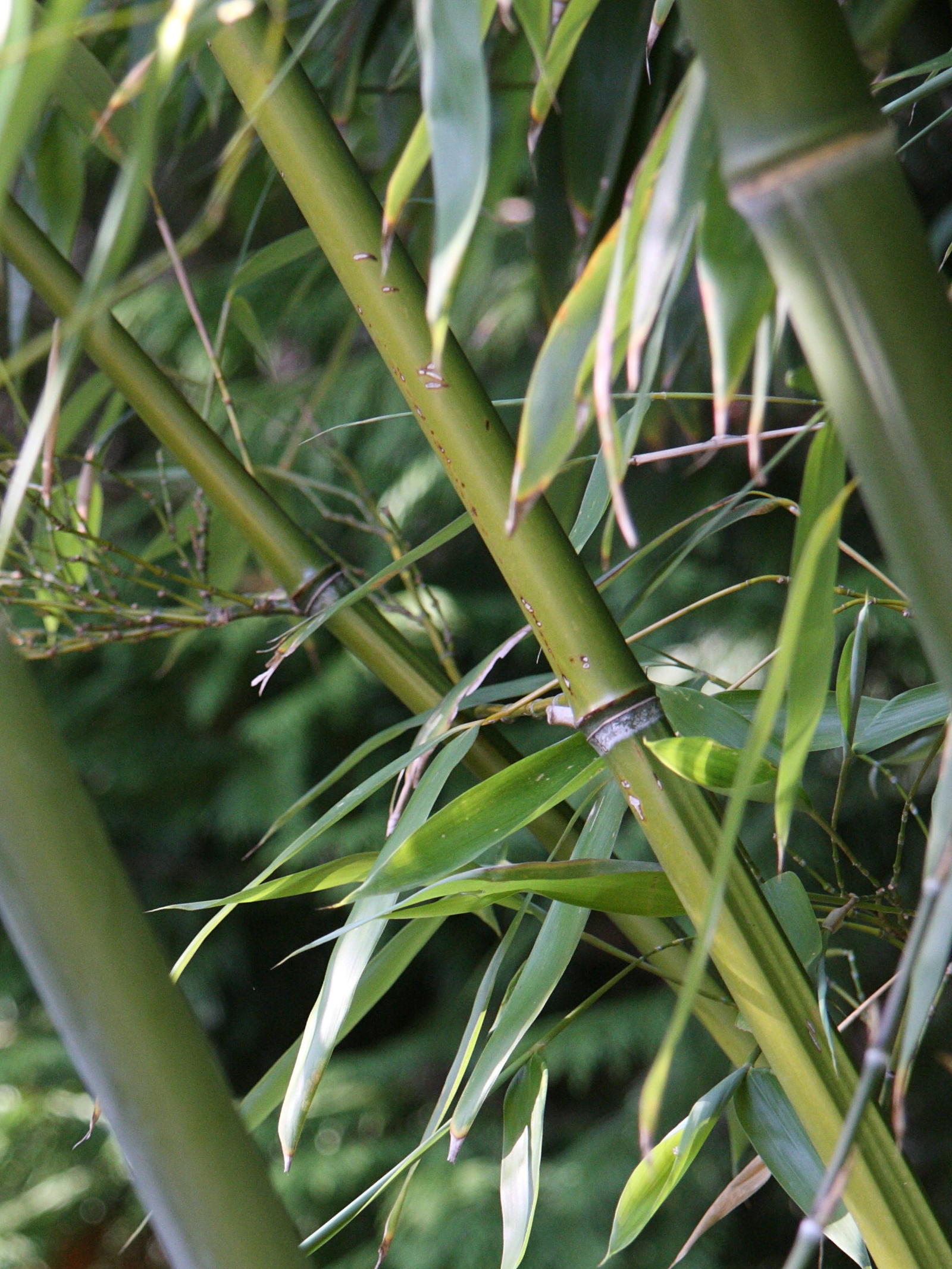 phyllostachys_viridiglaucescens3md