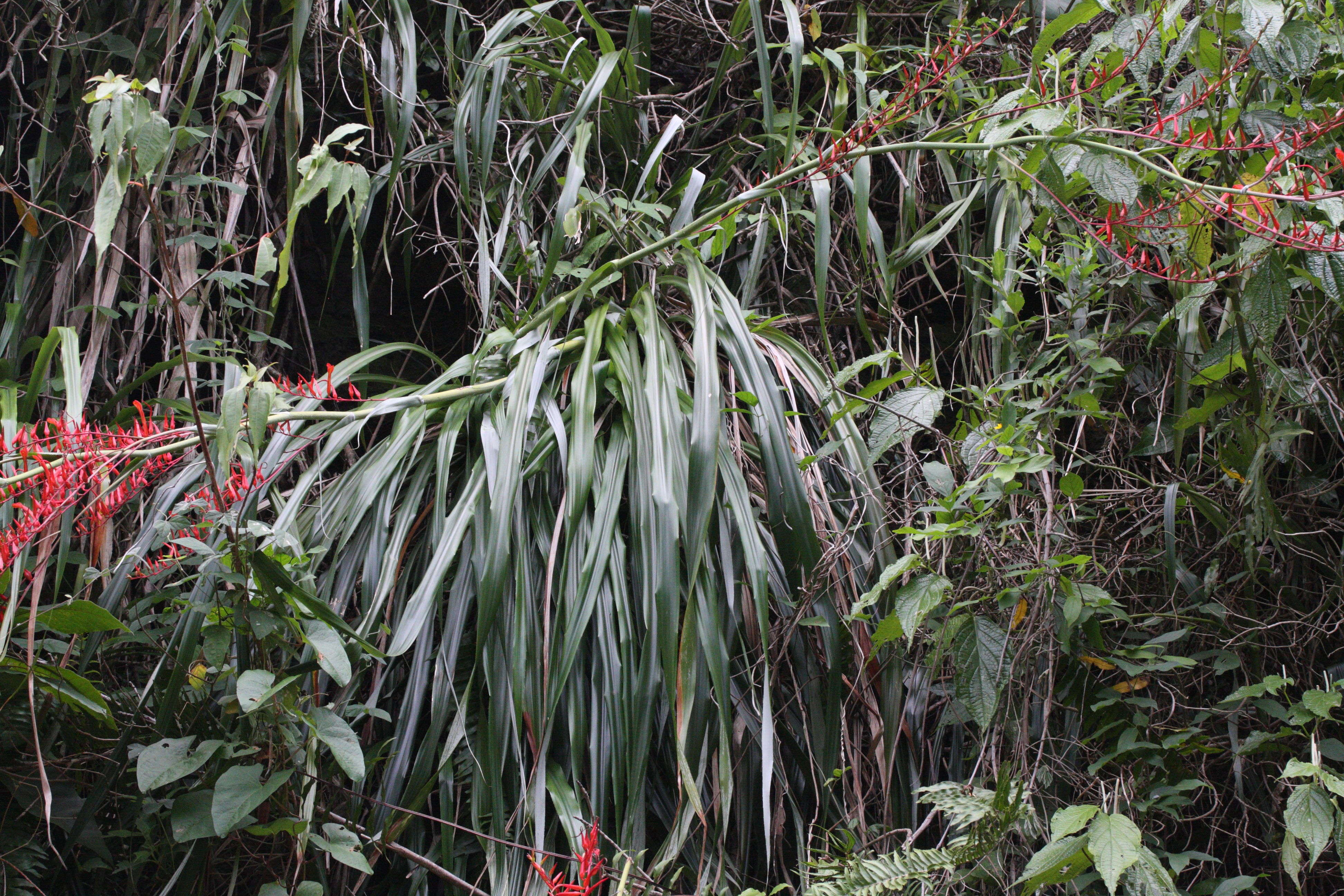 pitcairnia_angustifolia4md