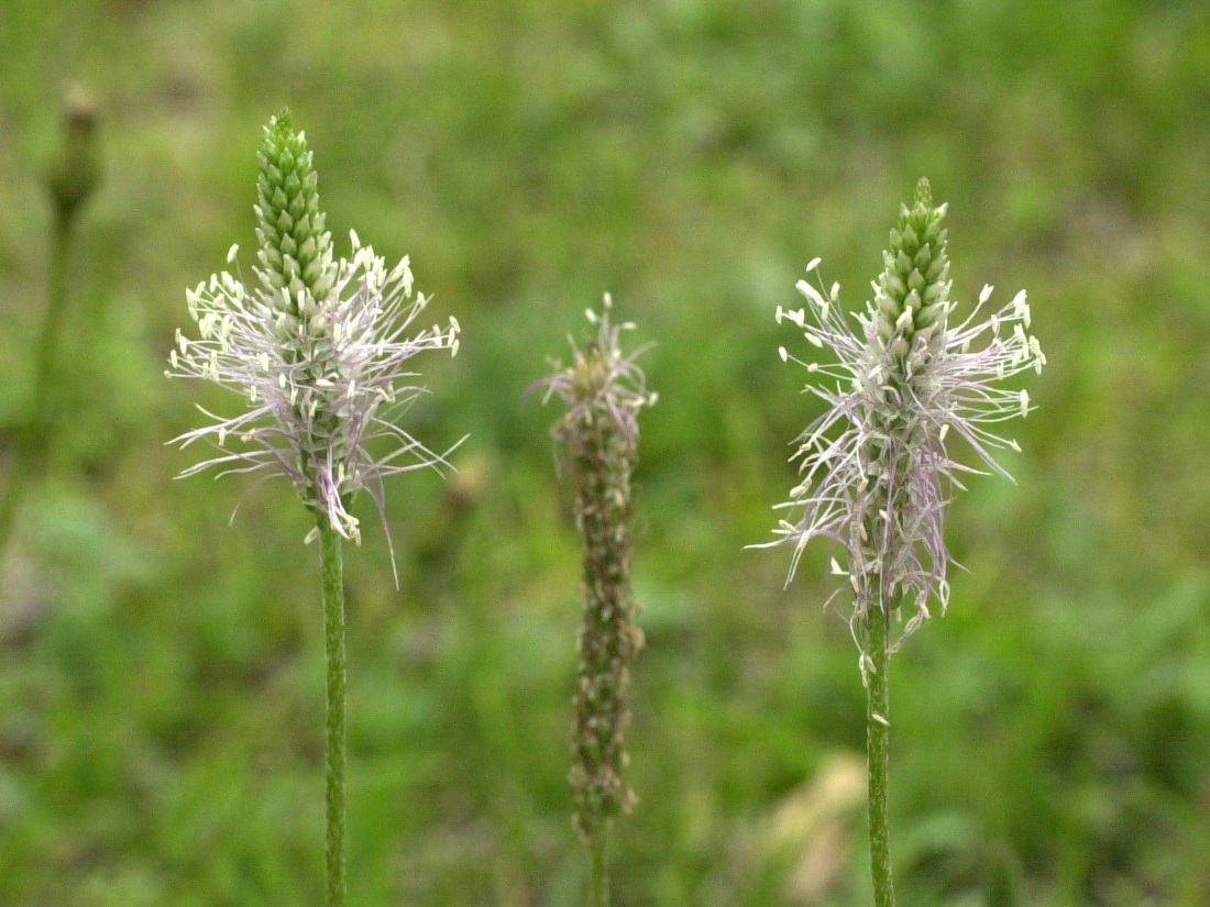 plantago_media2bmd