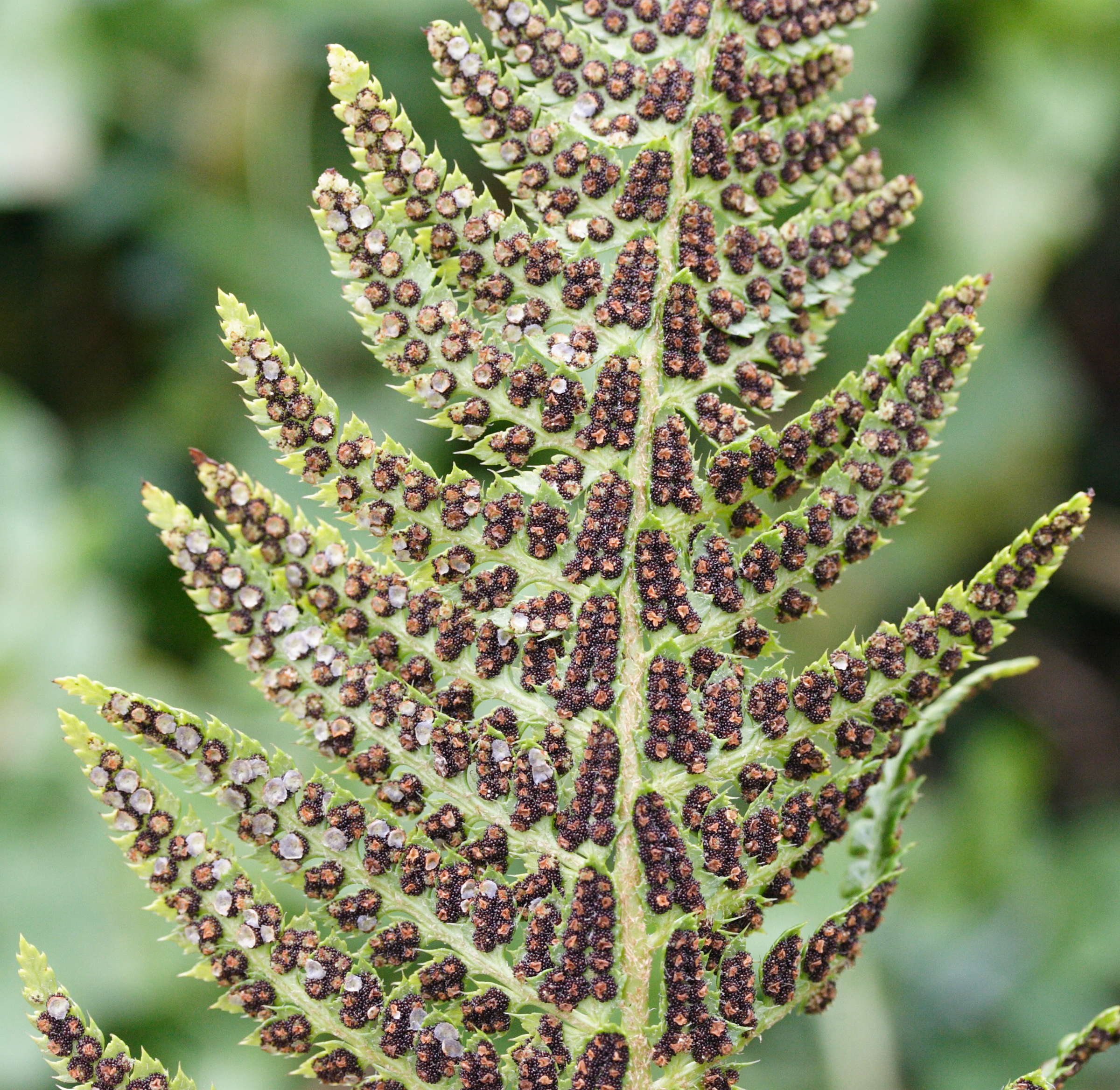 polystichum_aculeatum4md