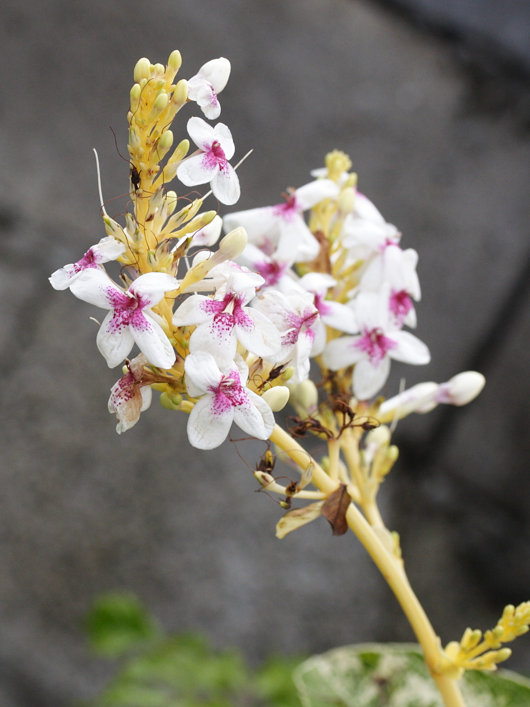 Afficher le média pseuderanthemum_carruthersii3md pseuderanthemum_carruthersii3md