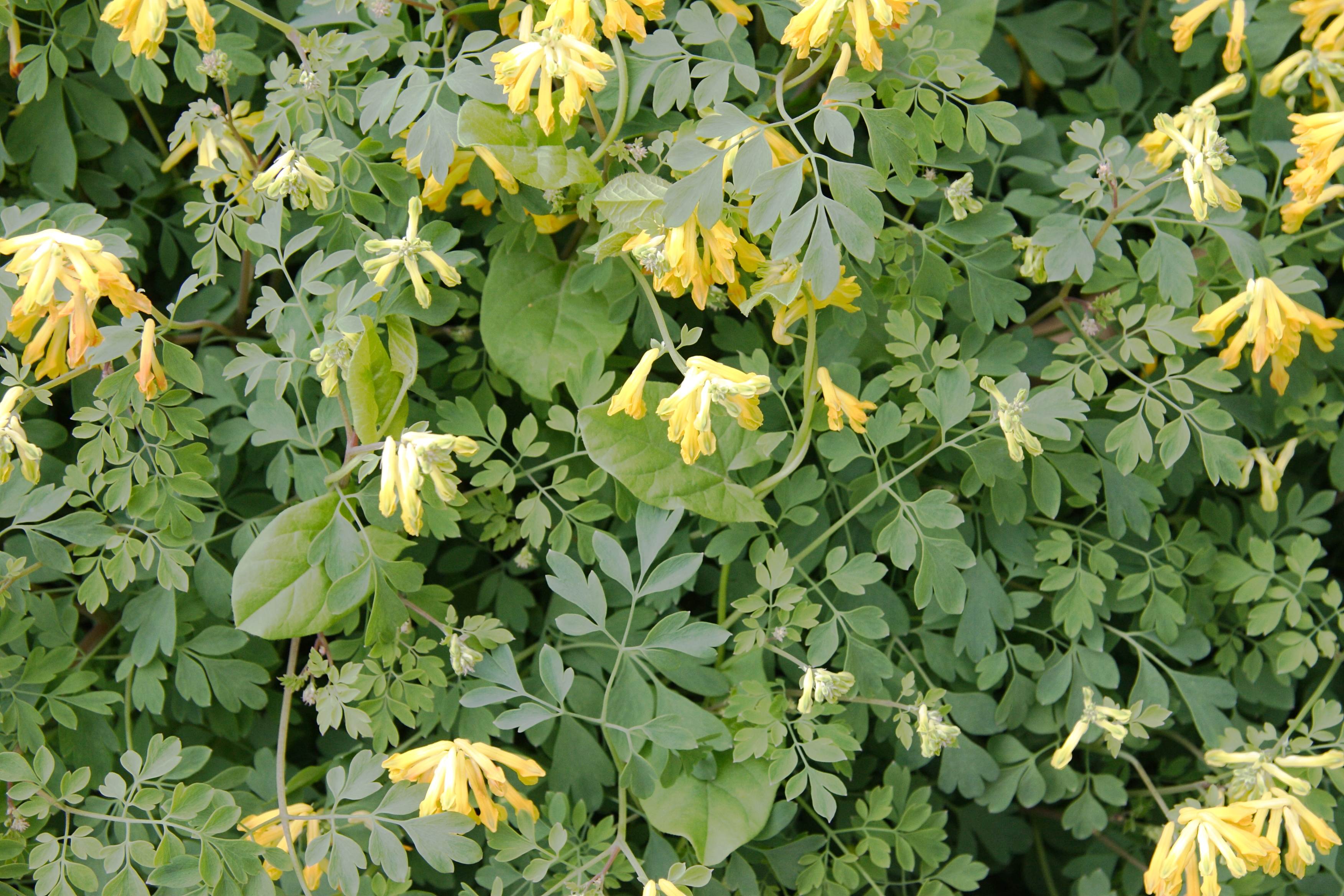 Afficher le média pseudofumaria_lutea4md pseudofumaria_lutea4md