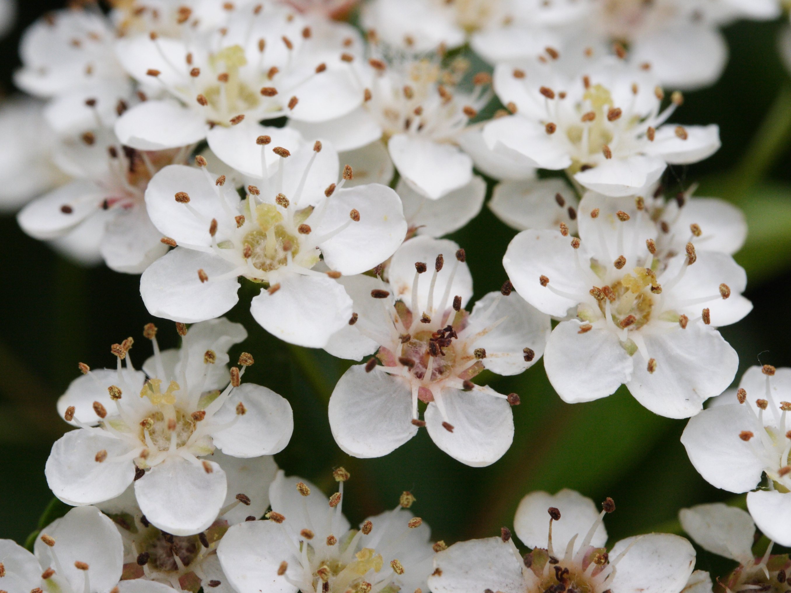 pyracantha_pauciflora5md