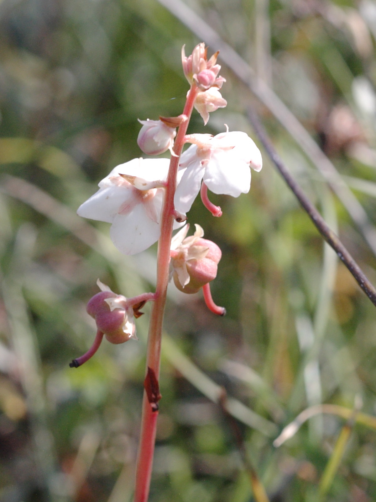 Afficher le média pyrola_rotundifolia_maritima2md pyrola_rotundifolia_maritima2md