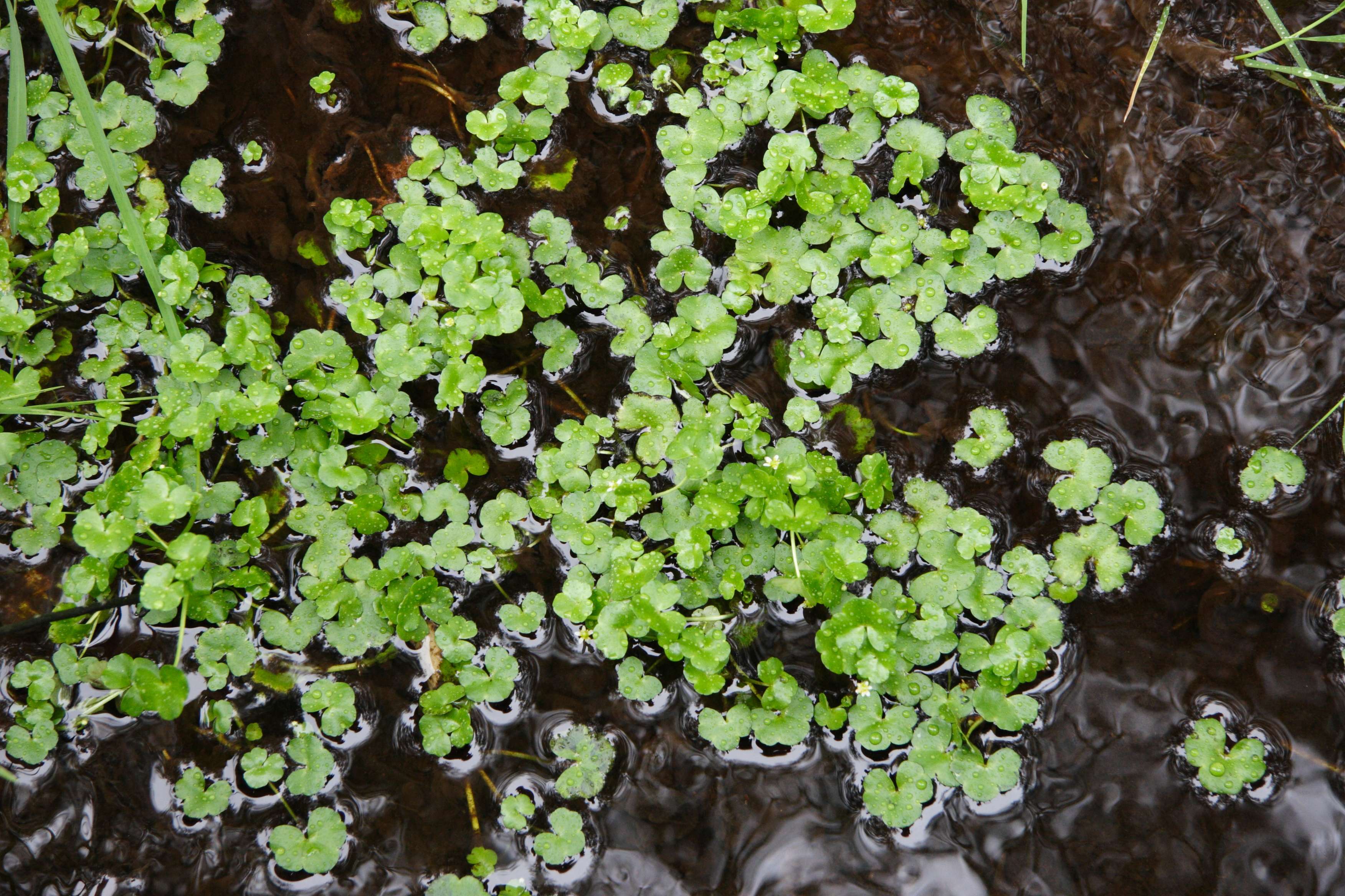 Afficher le média ranunculus_hederaceus1md ranunculus_hederaceus1md