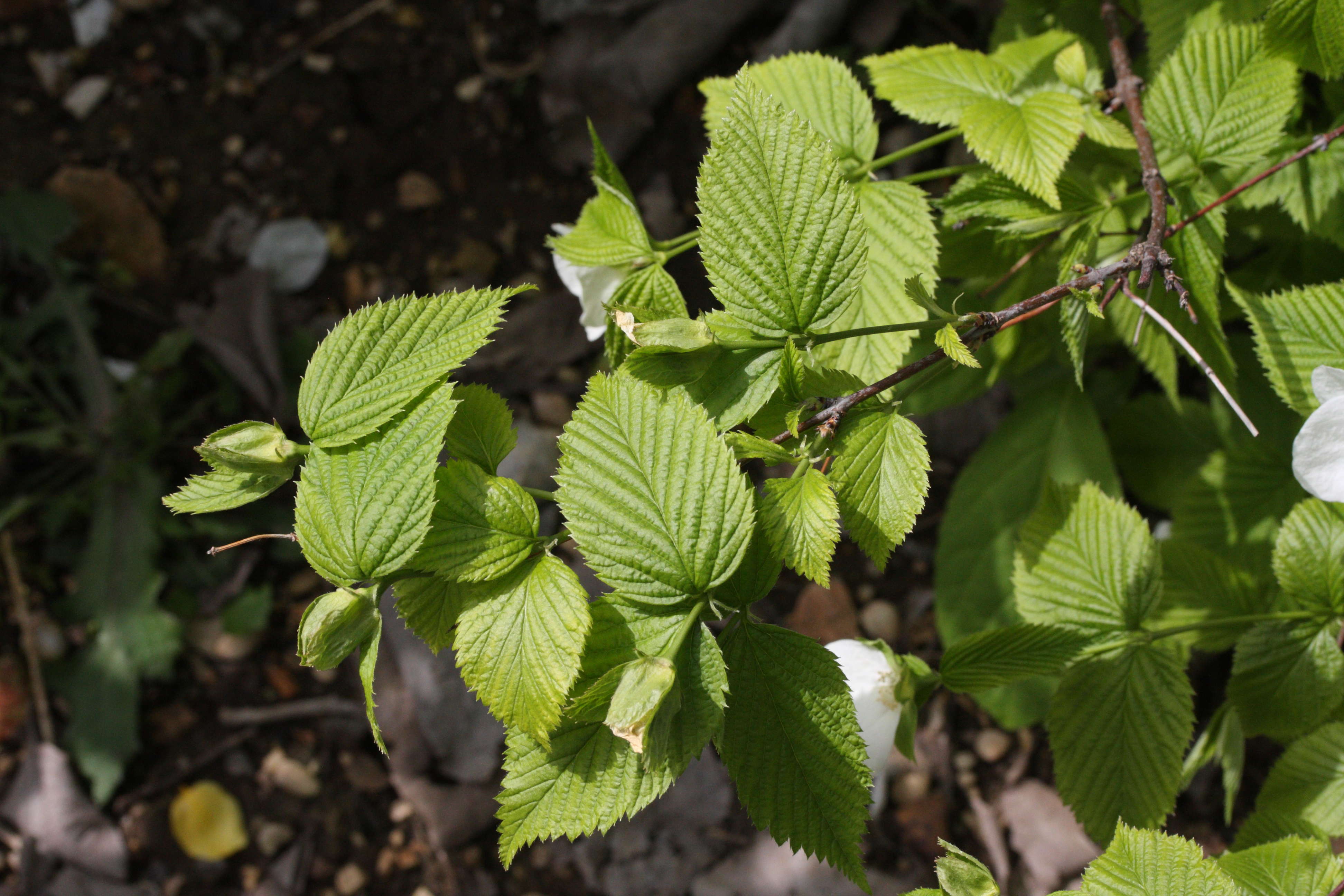 rhodotypos_scandens1md