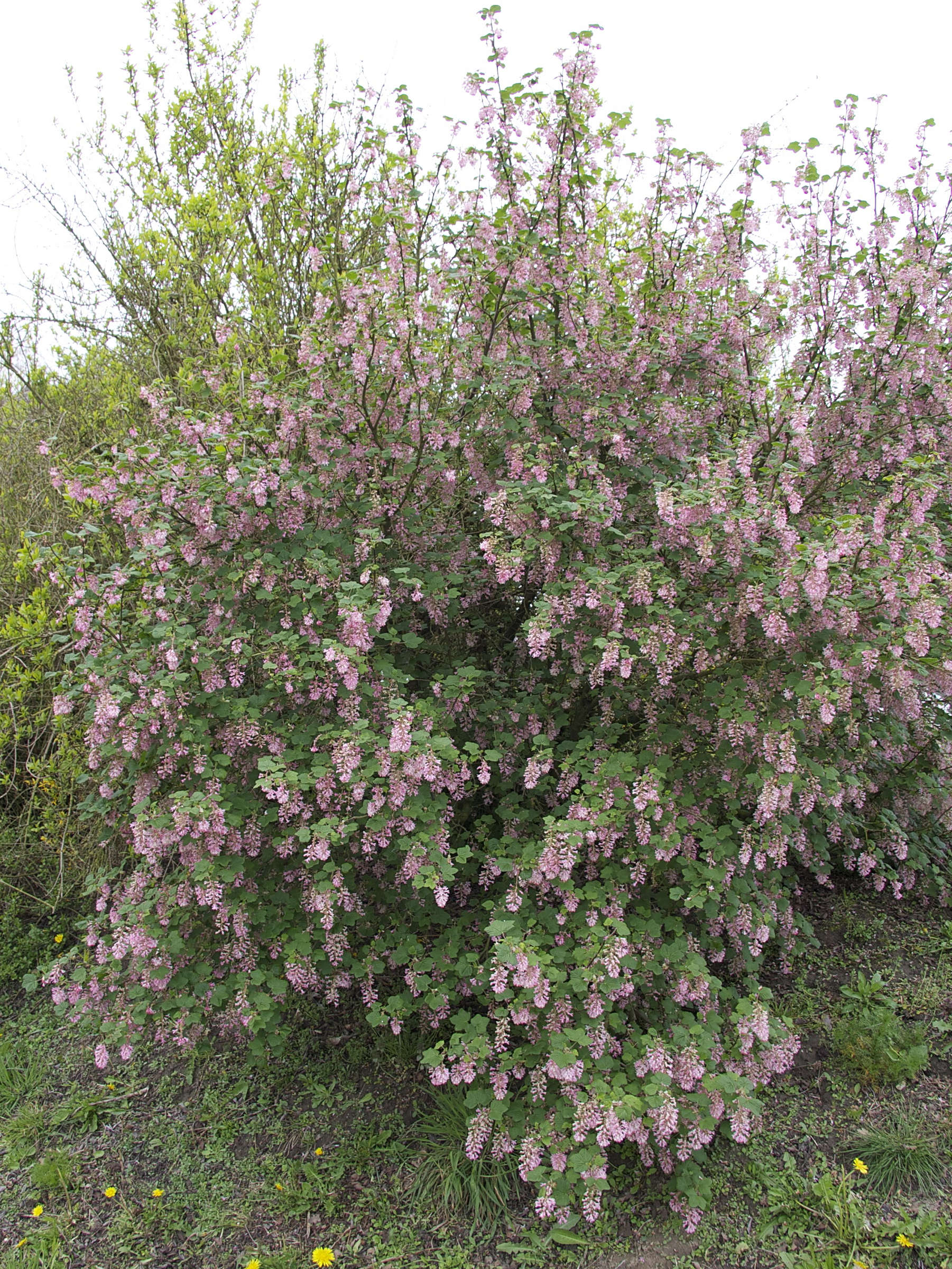 ribes_sanguineum1bmd