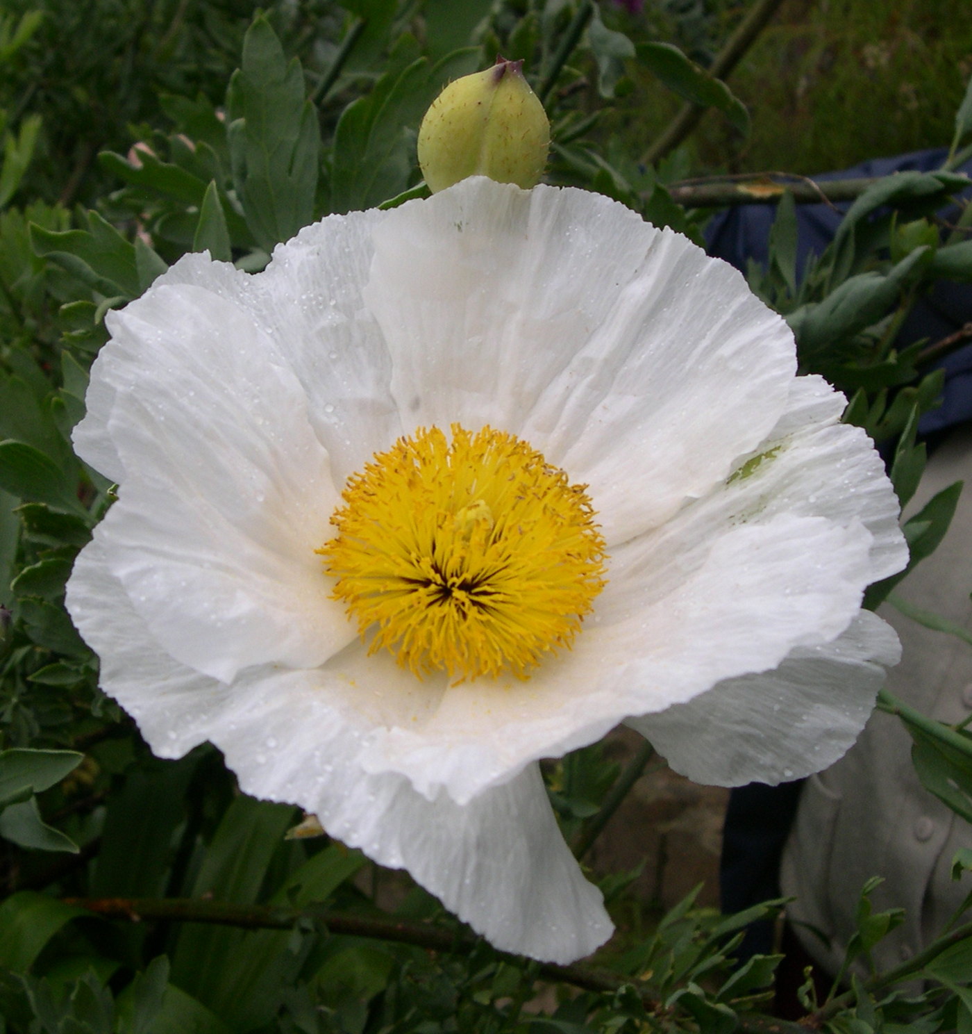 romneya_coulteri4md